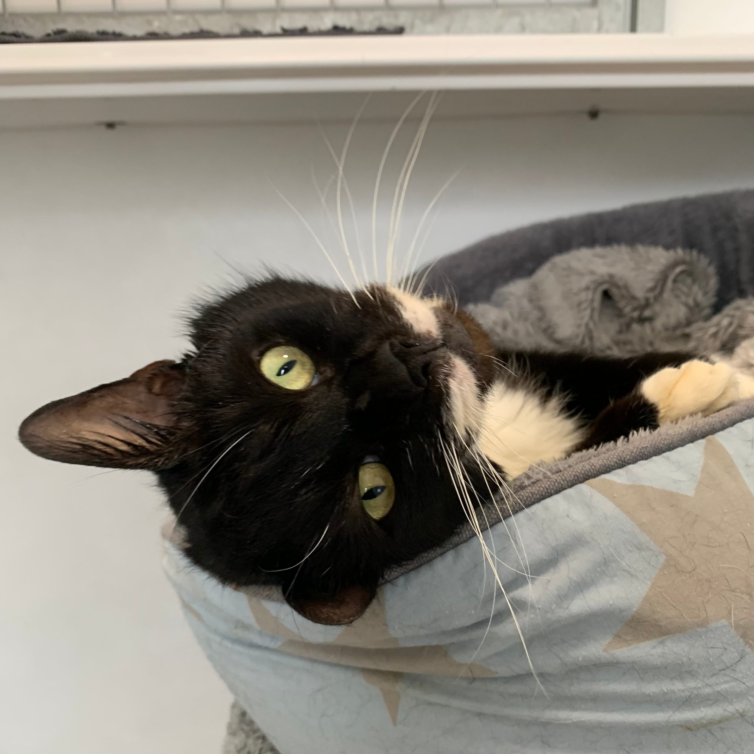 Jasper – 5 Year Old Male