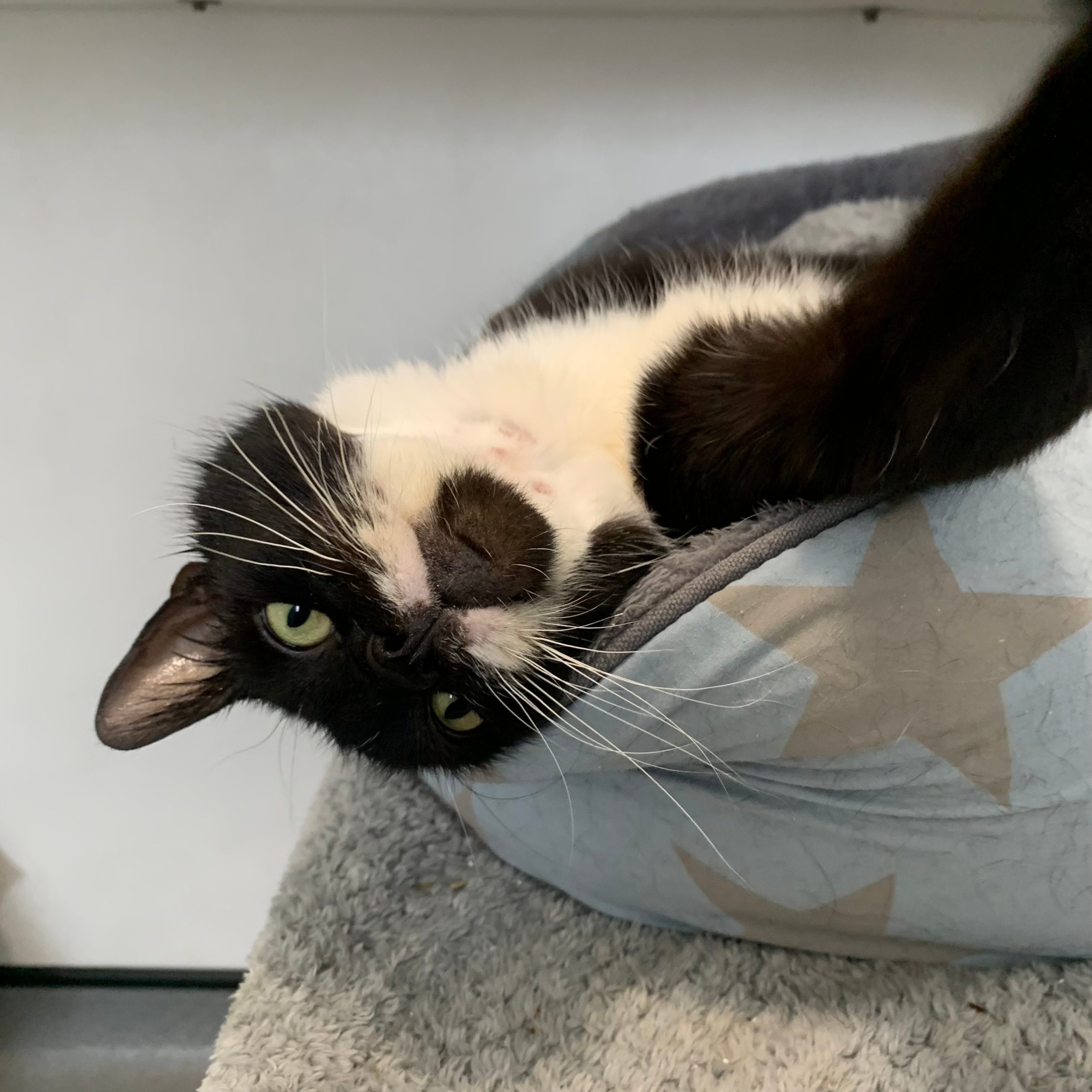 Jasper – 5 Year Old Male