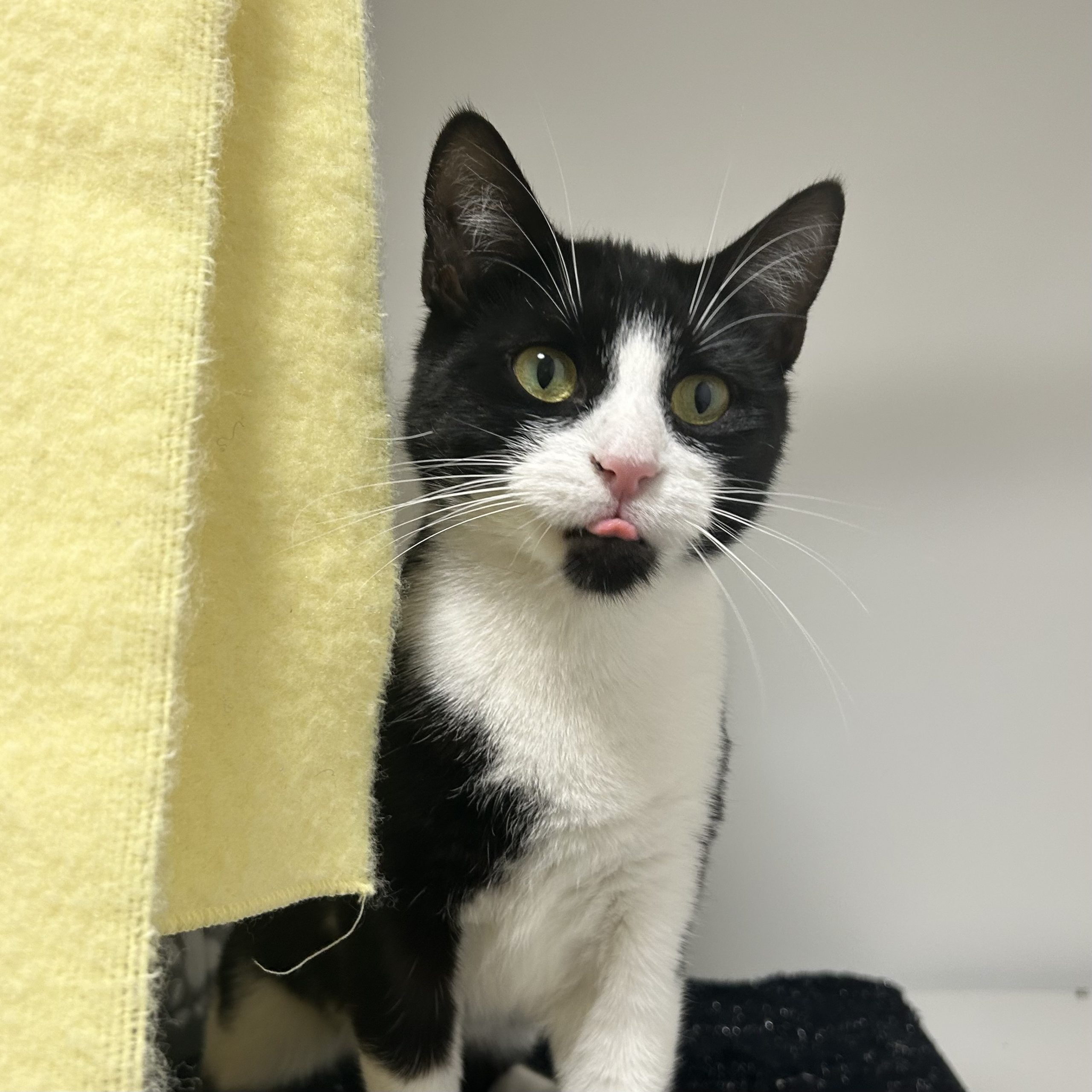Dumpling – 3 Year Old Female