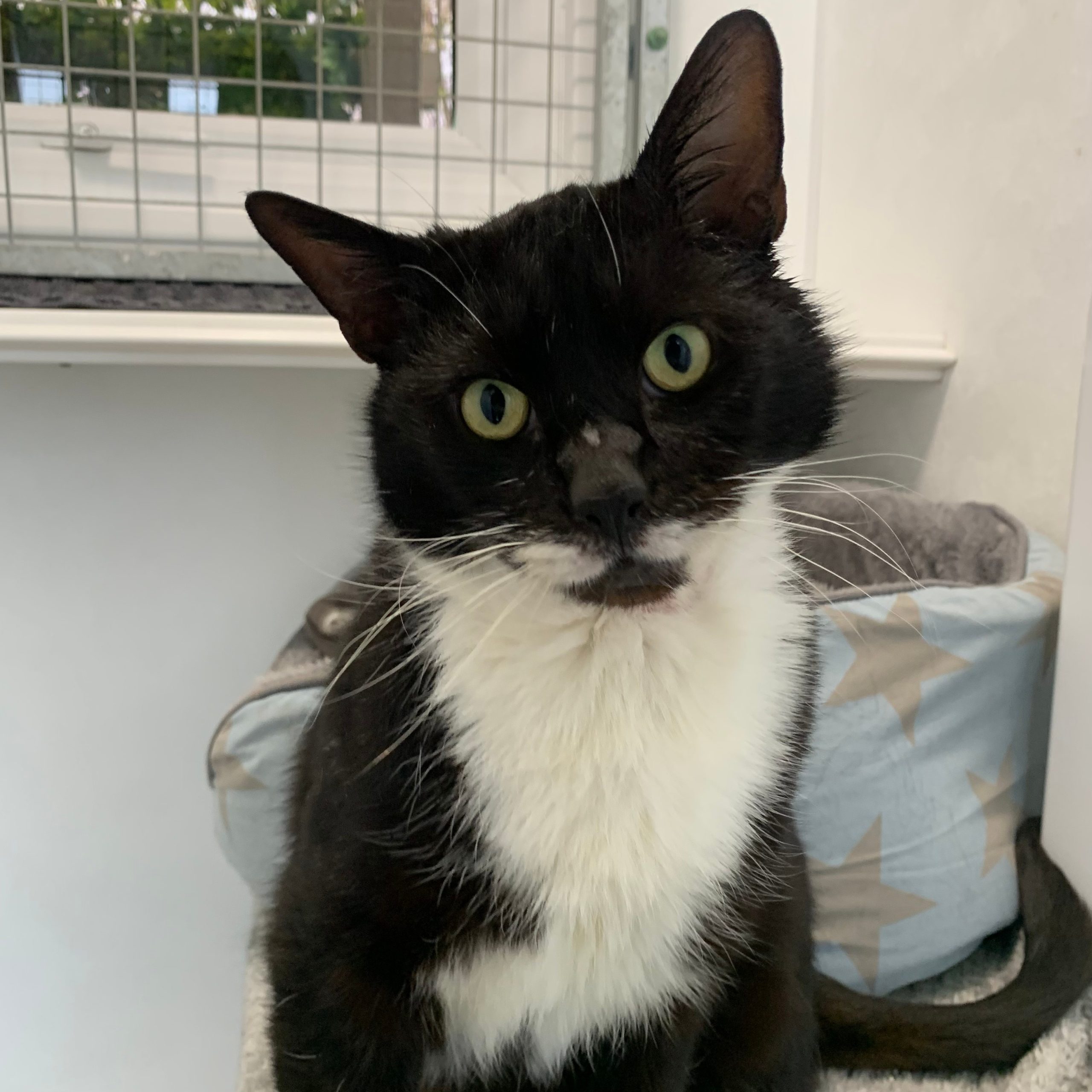 Jasper – 5 Year Old Male