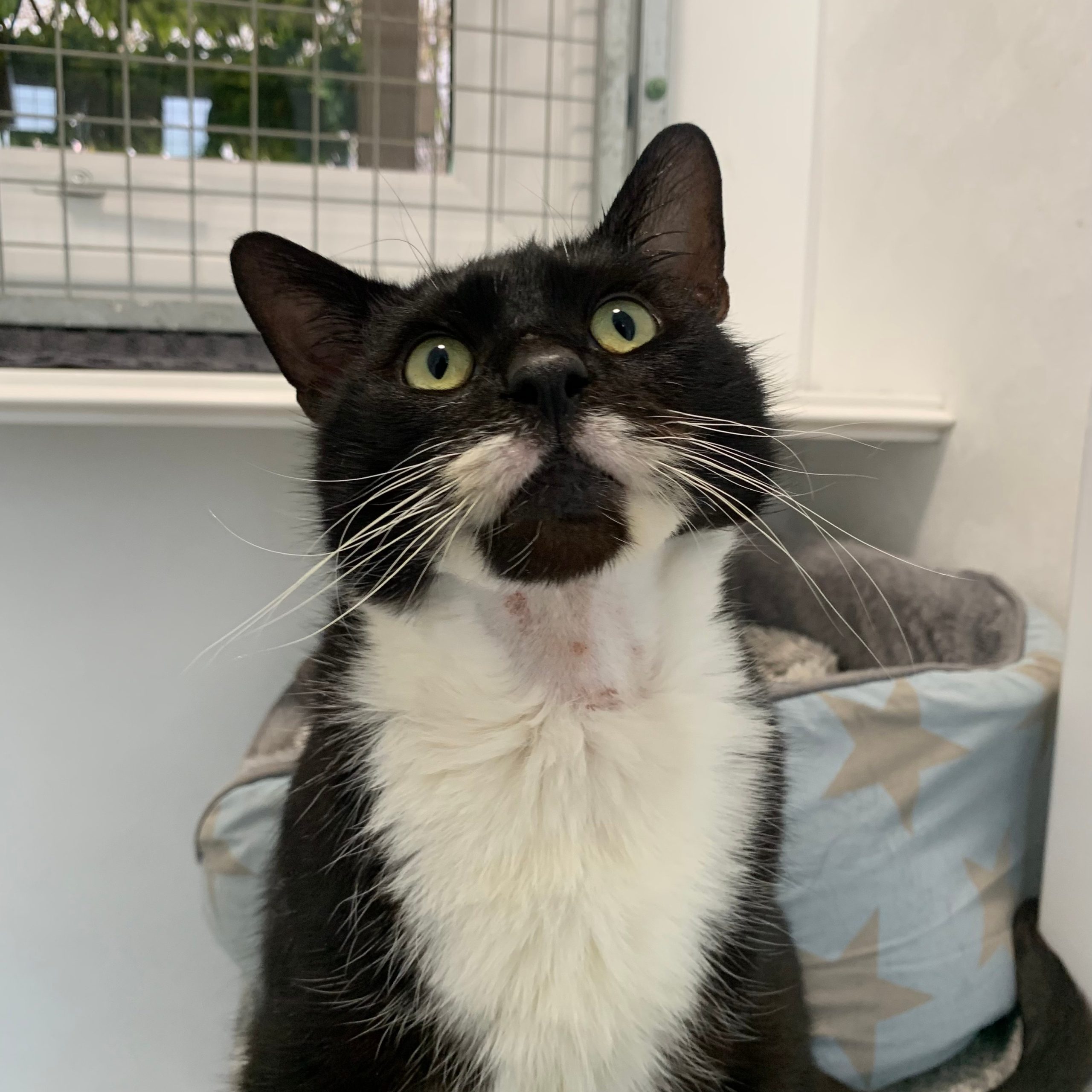 Jasper – 5 Year Old Male
