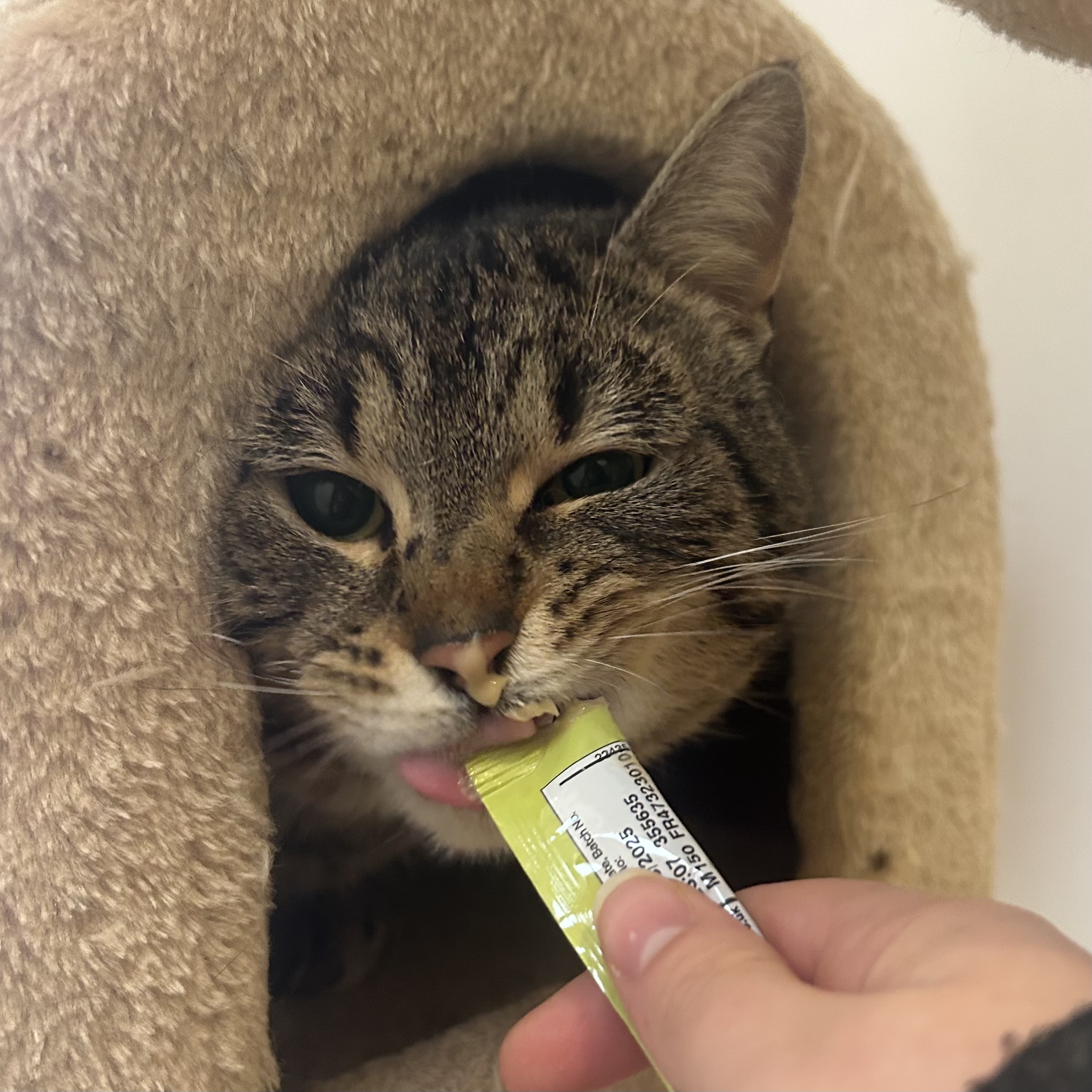 Dave – 3 Year Old Male