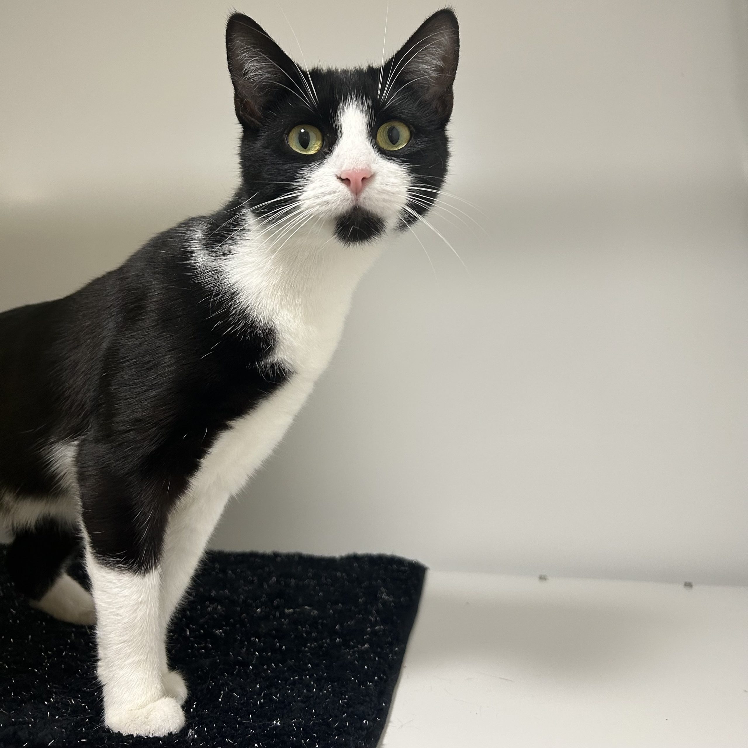 Dumpling – 3 Year Old Female