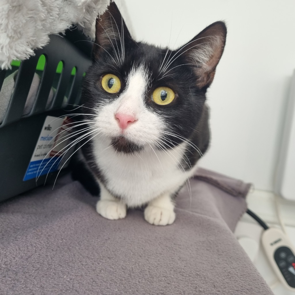 Dumpling – 3 Year Old Female