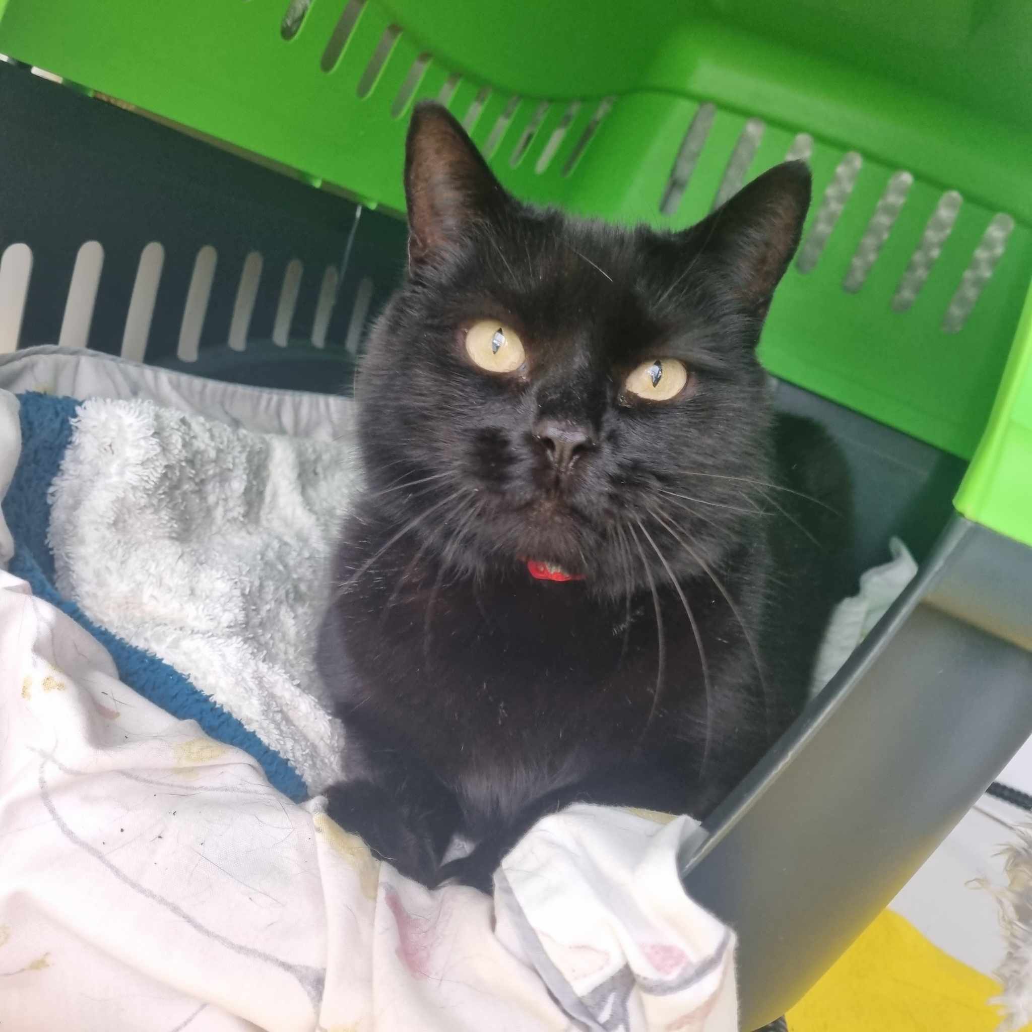 Ozzy- 7 Year Old Male