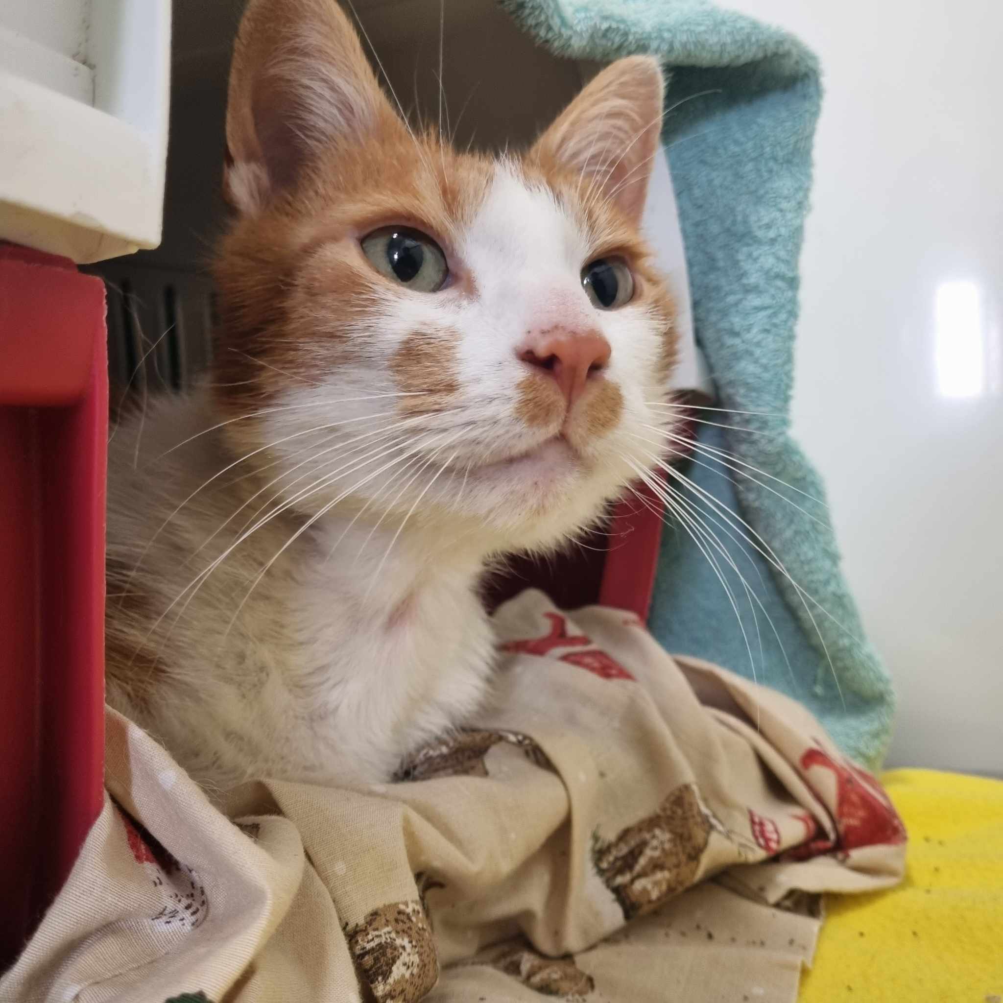 Lionel- 5 Year Old Male