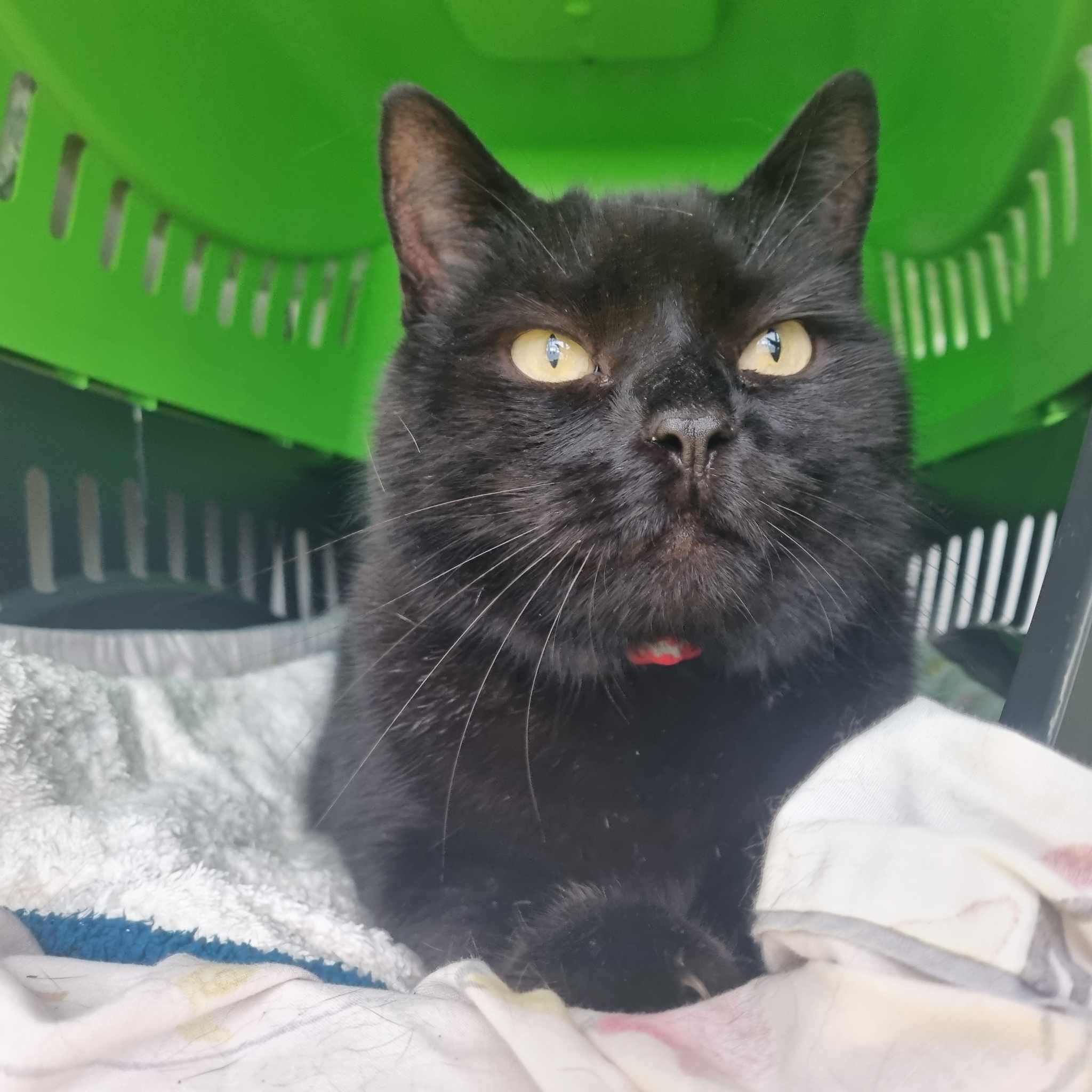 Ozzy- 7 Year Old Male