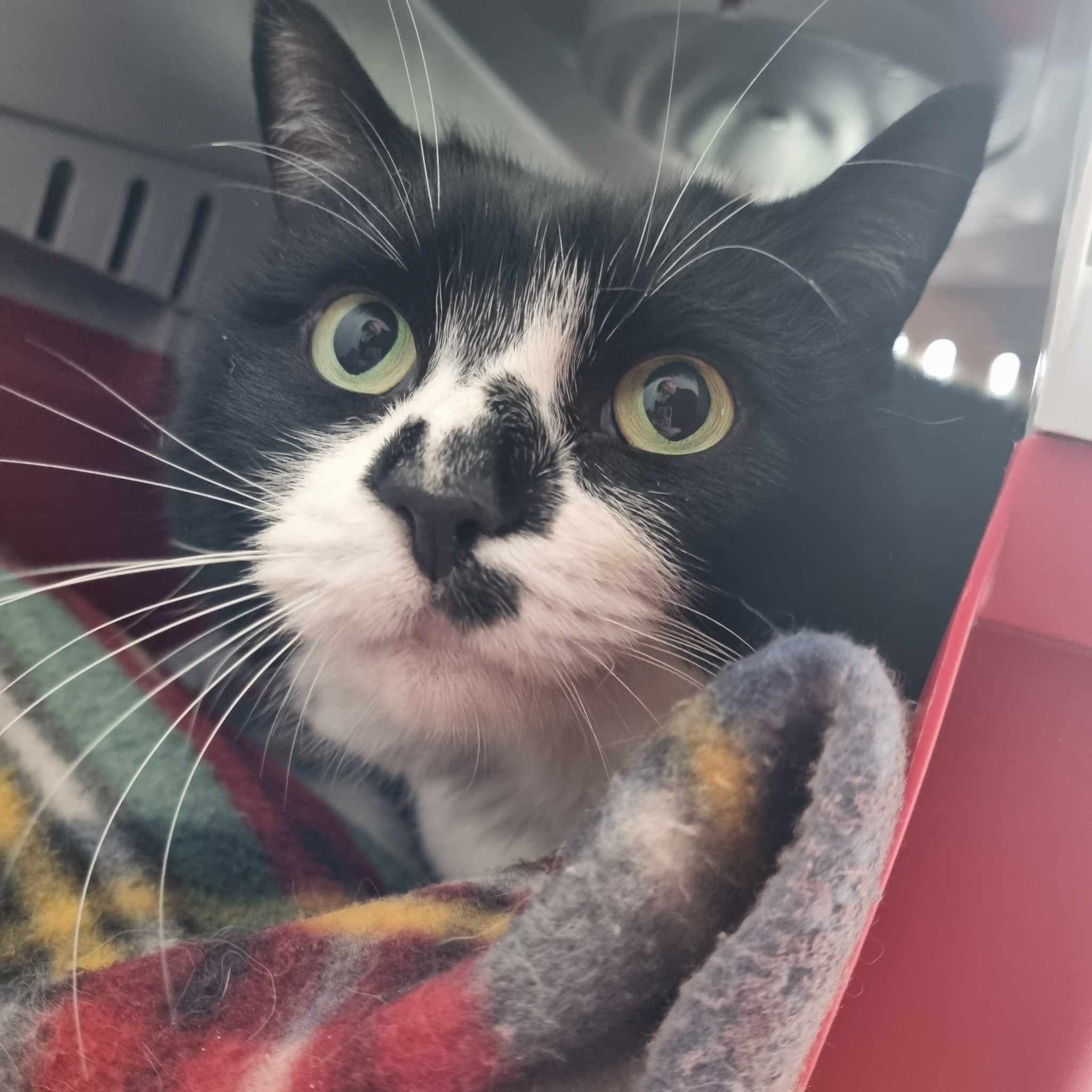 Minnie- 7 Year Old Female