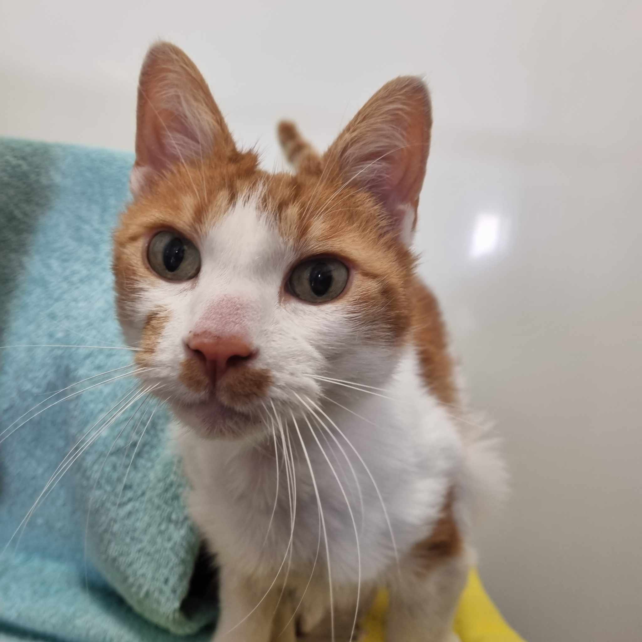Lionel- 5 Year Old Male