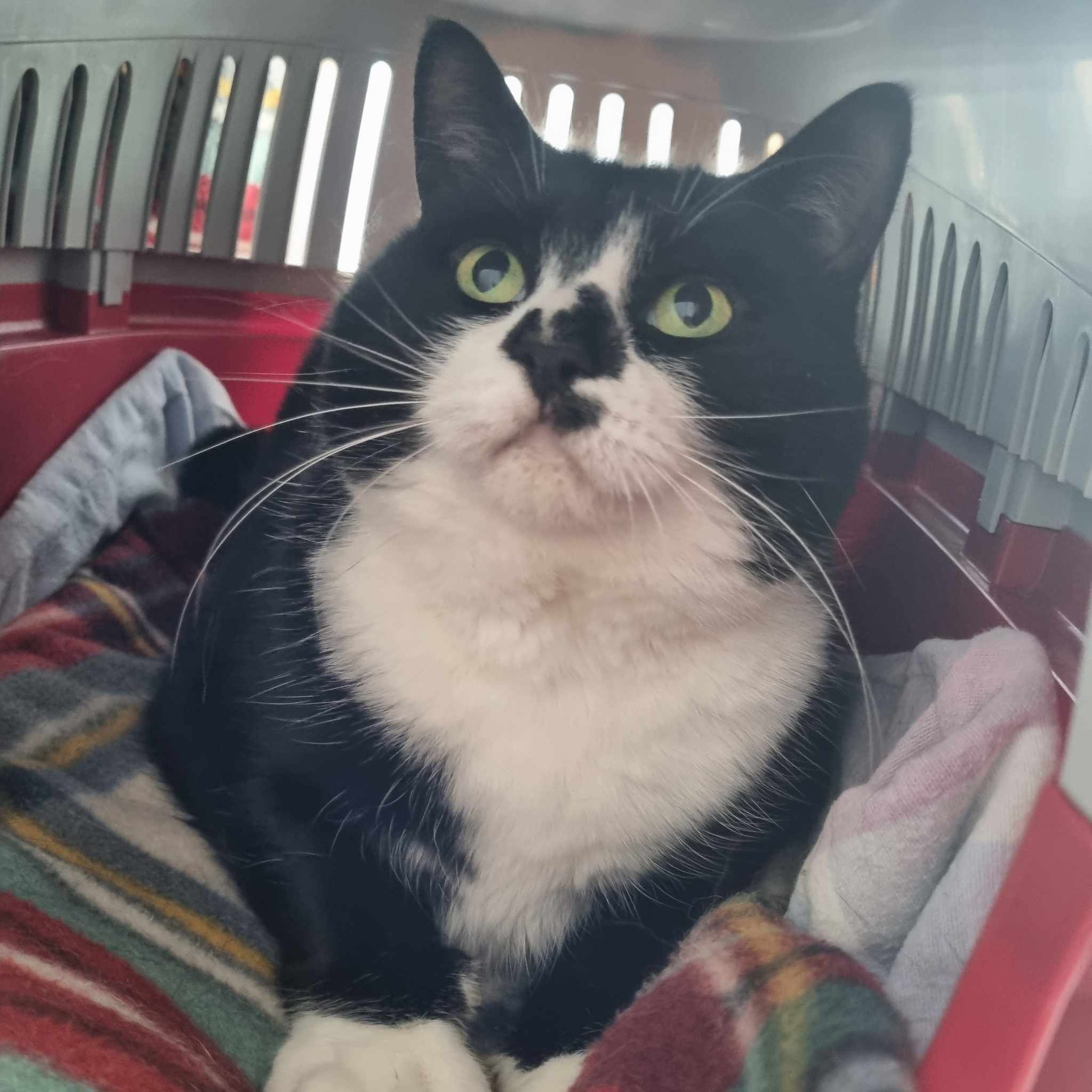 Minnie- 7 Year Old Female