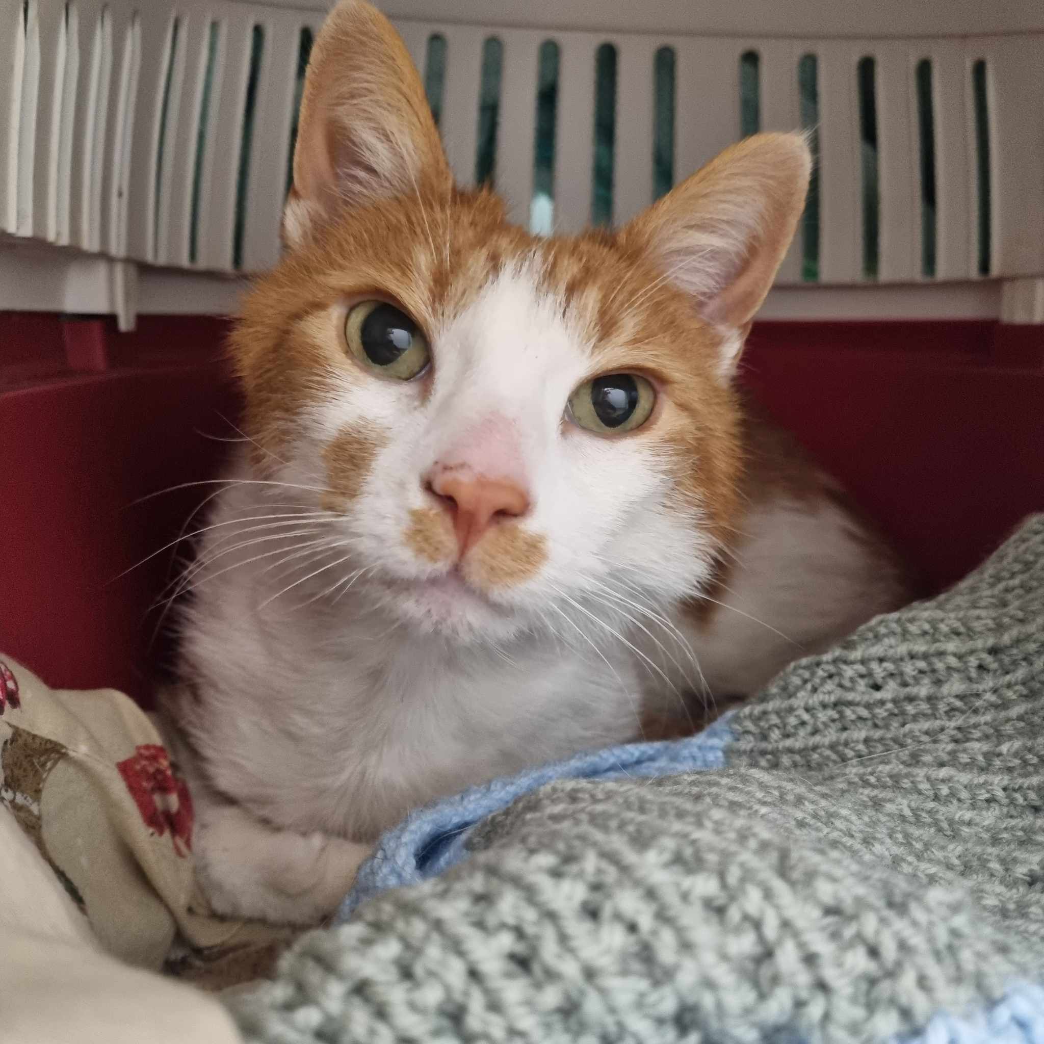 Lionel- 5 Year Old Male