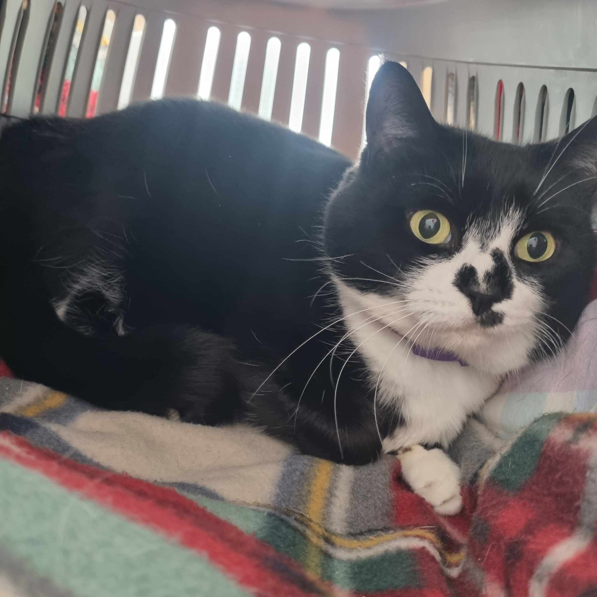 Minnie- 7 Year Old Female