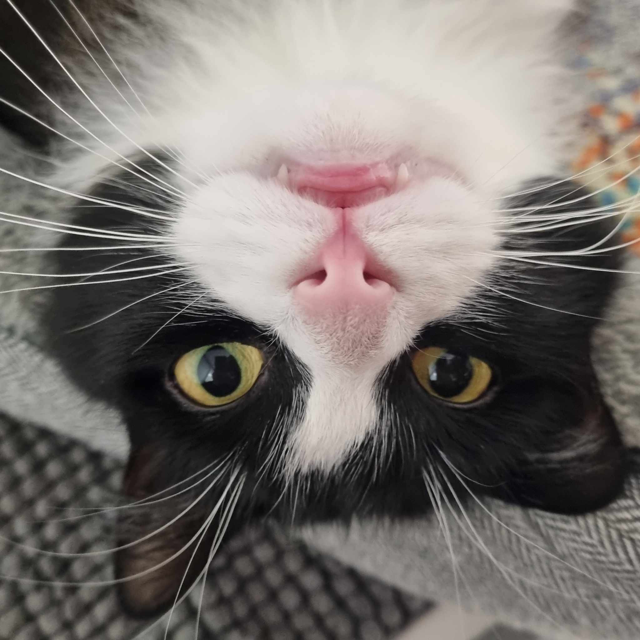 Mr T- Cat Of The Month