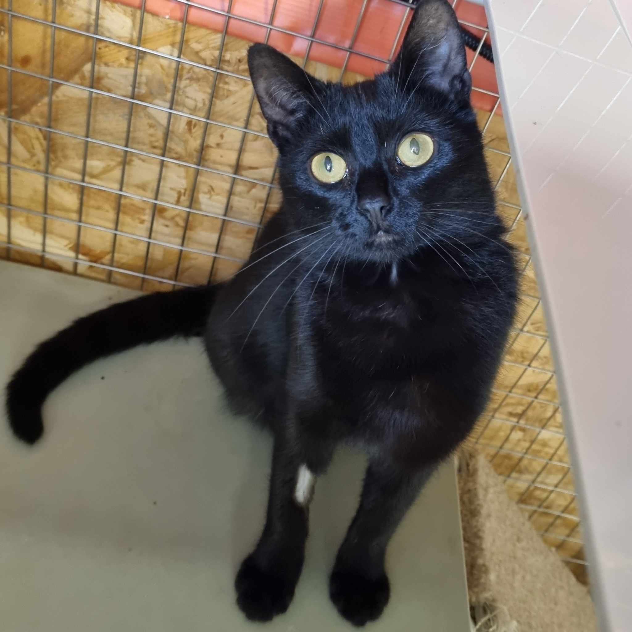 Blossom- 6 Month Old Female