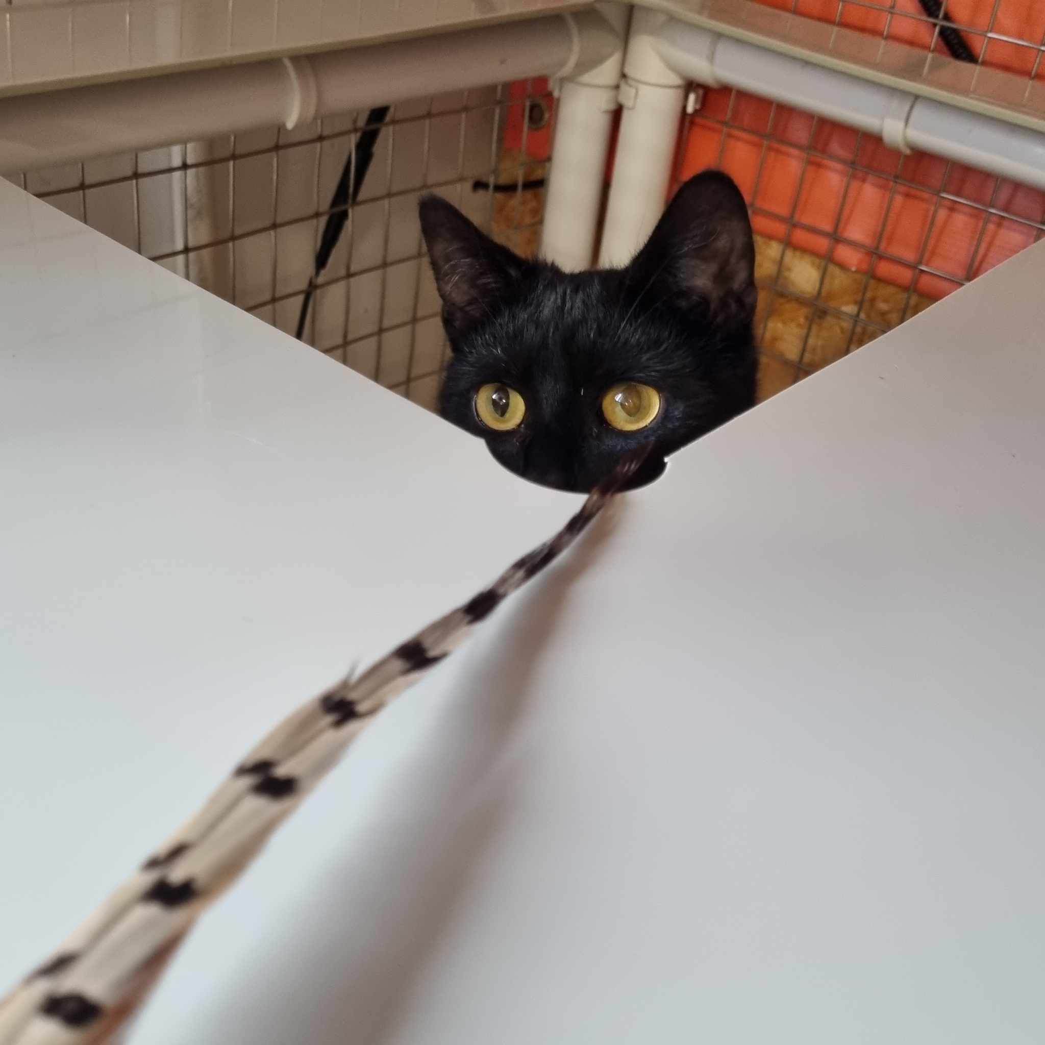 Blossom- 6 Month Old Female