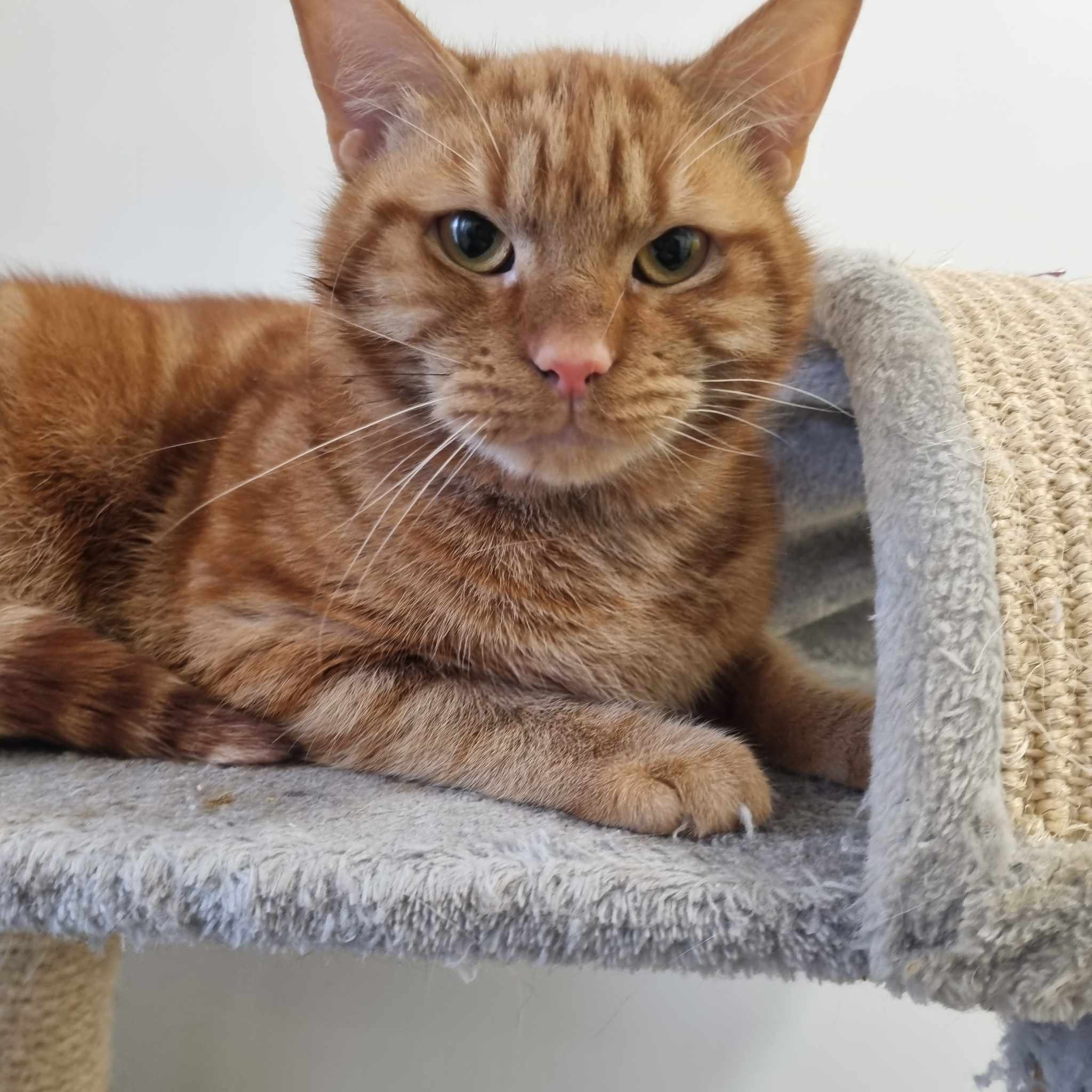 George- 2 Year Old Male
