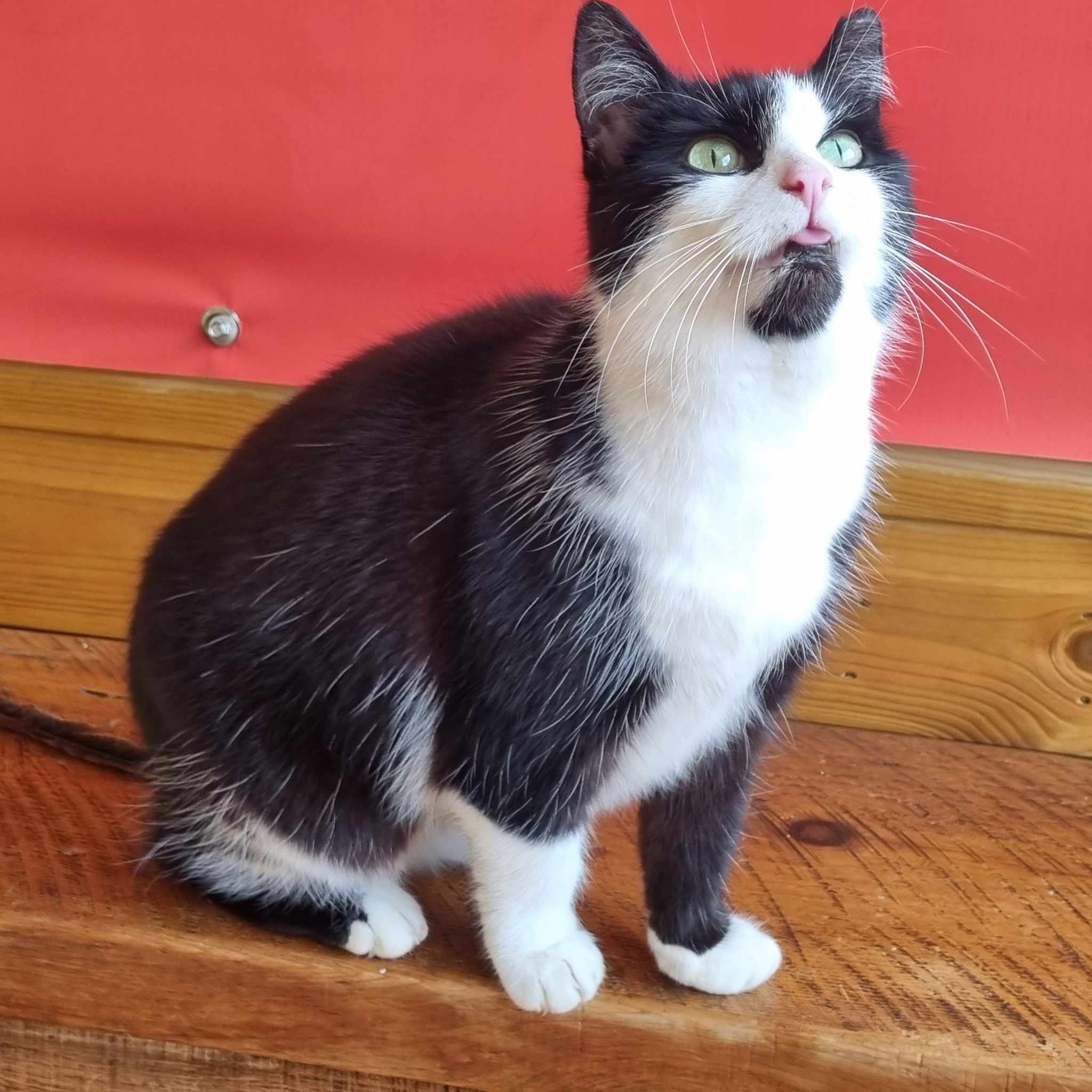 Tilly- 12 Year Old Female