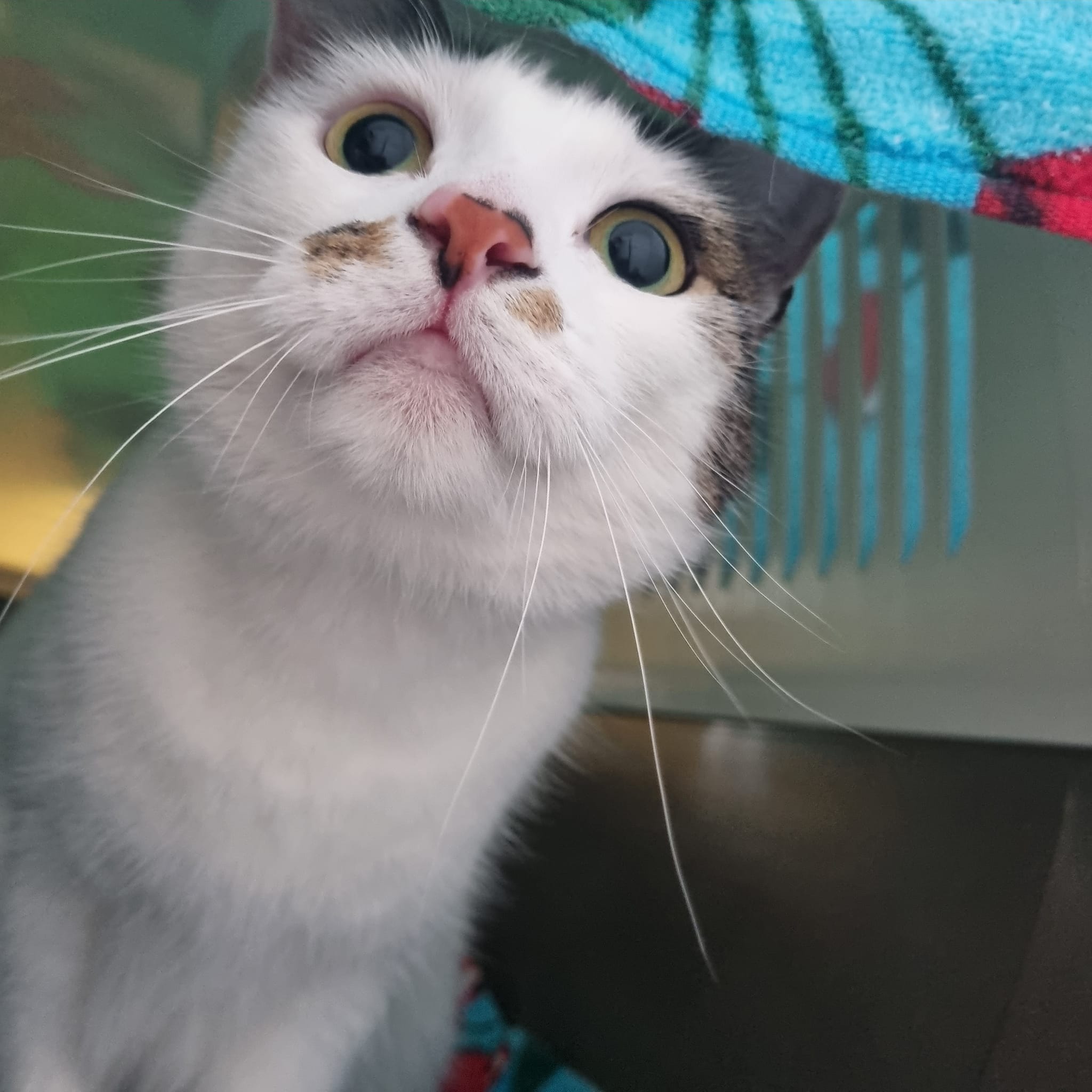 Mimi- 2 Year Old Female