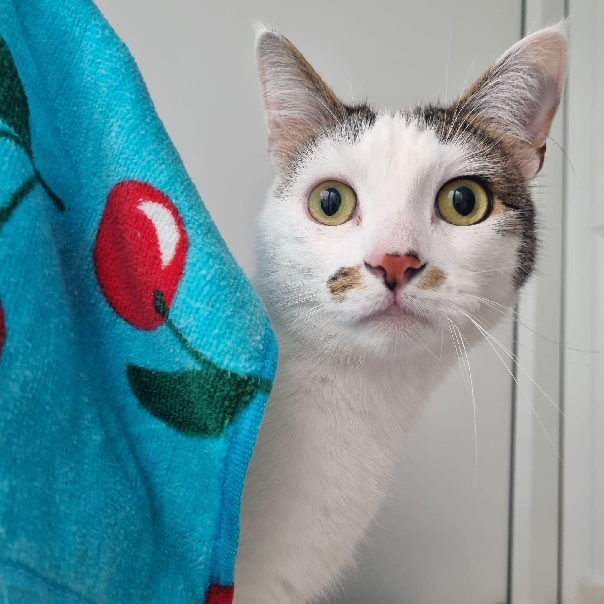 Mimi- 2 Year Old Female