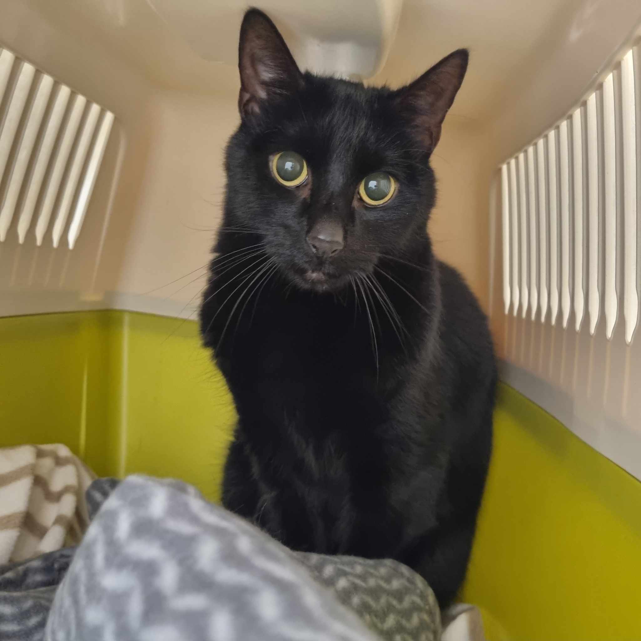 Kevin- 7 Year Old Male