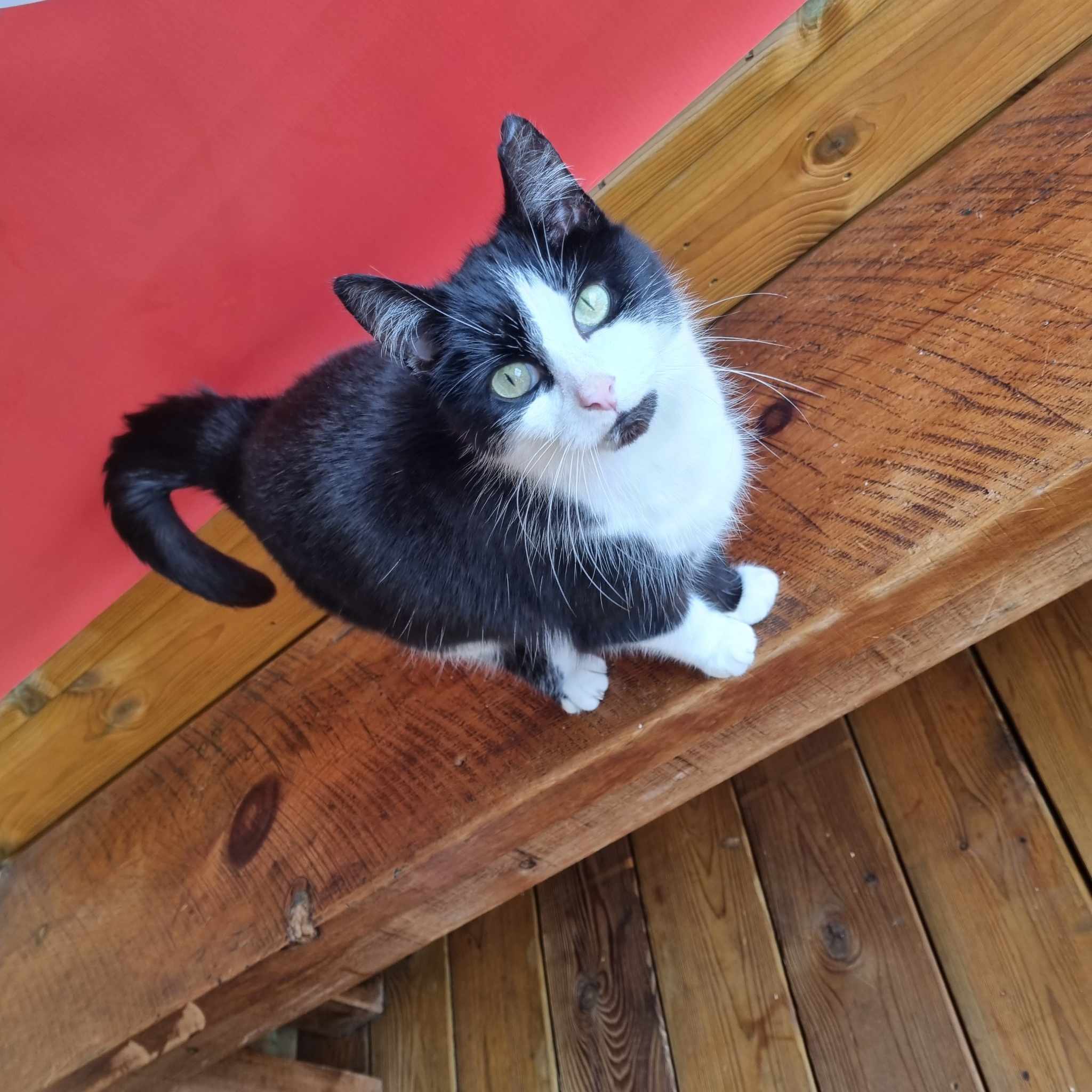Tilly- 12 Year Old Female