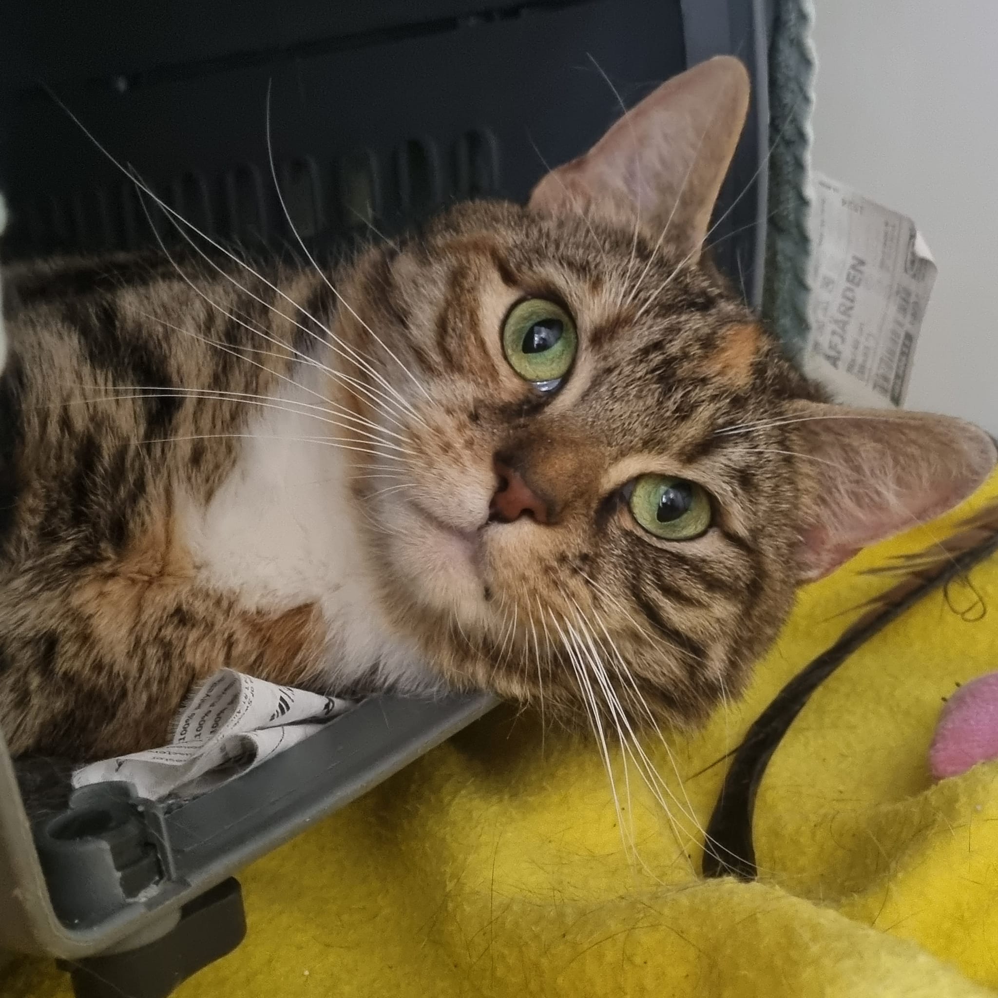 Ella- 5 Year Old Female