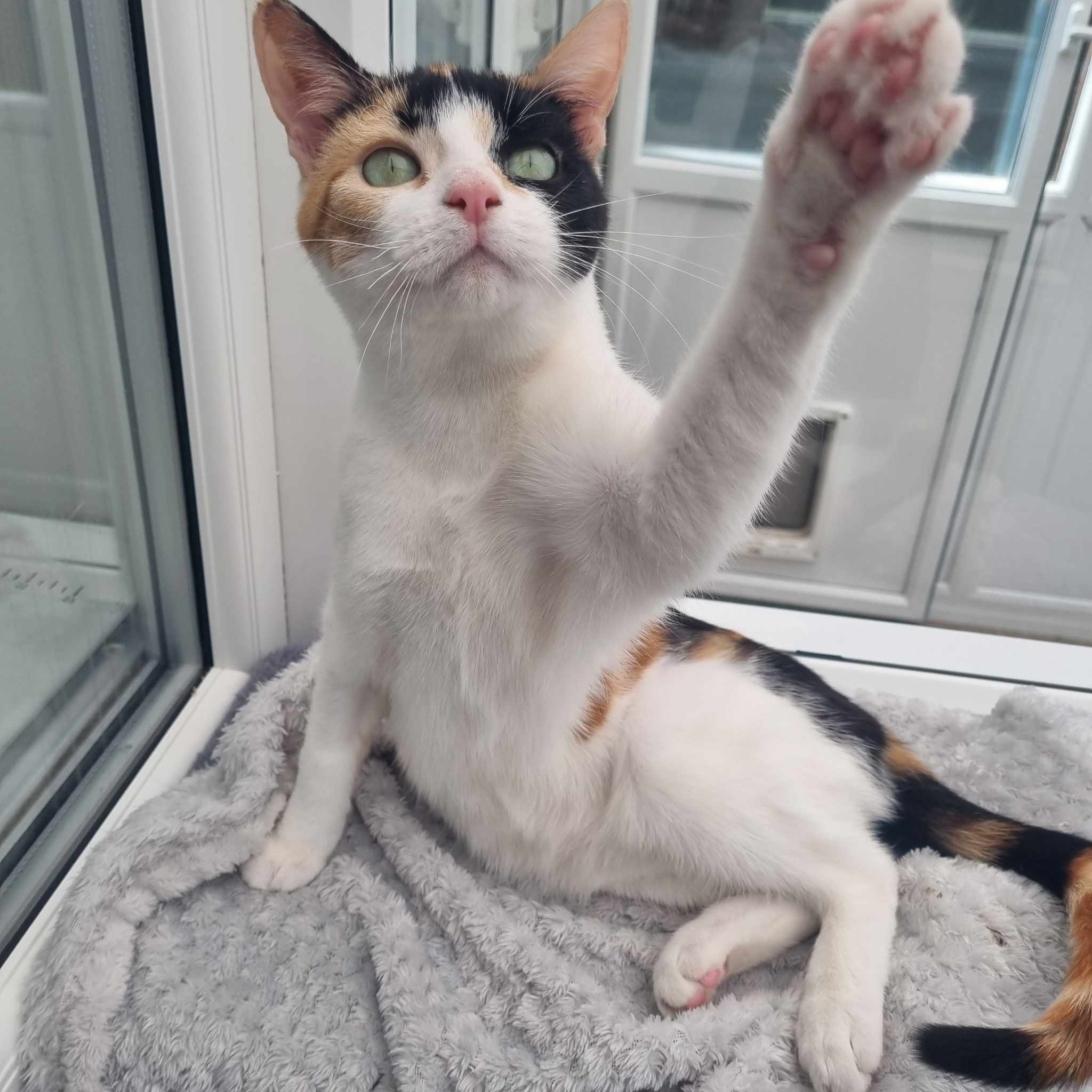 Smudge-11 Month Old Female