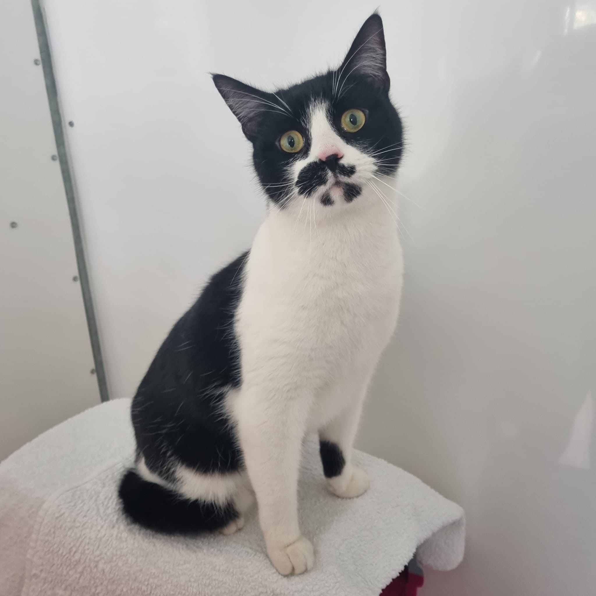 Eddie- 2 Year Old Male