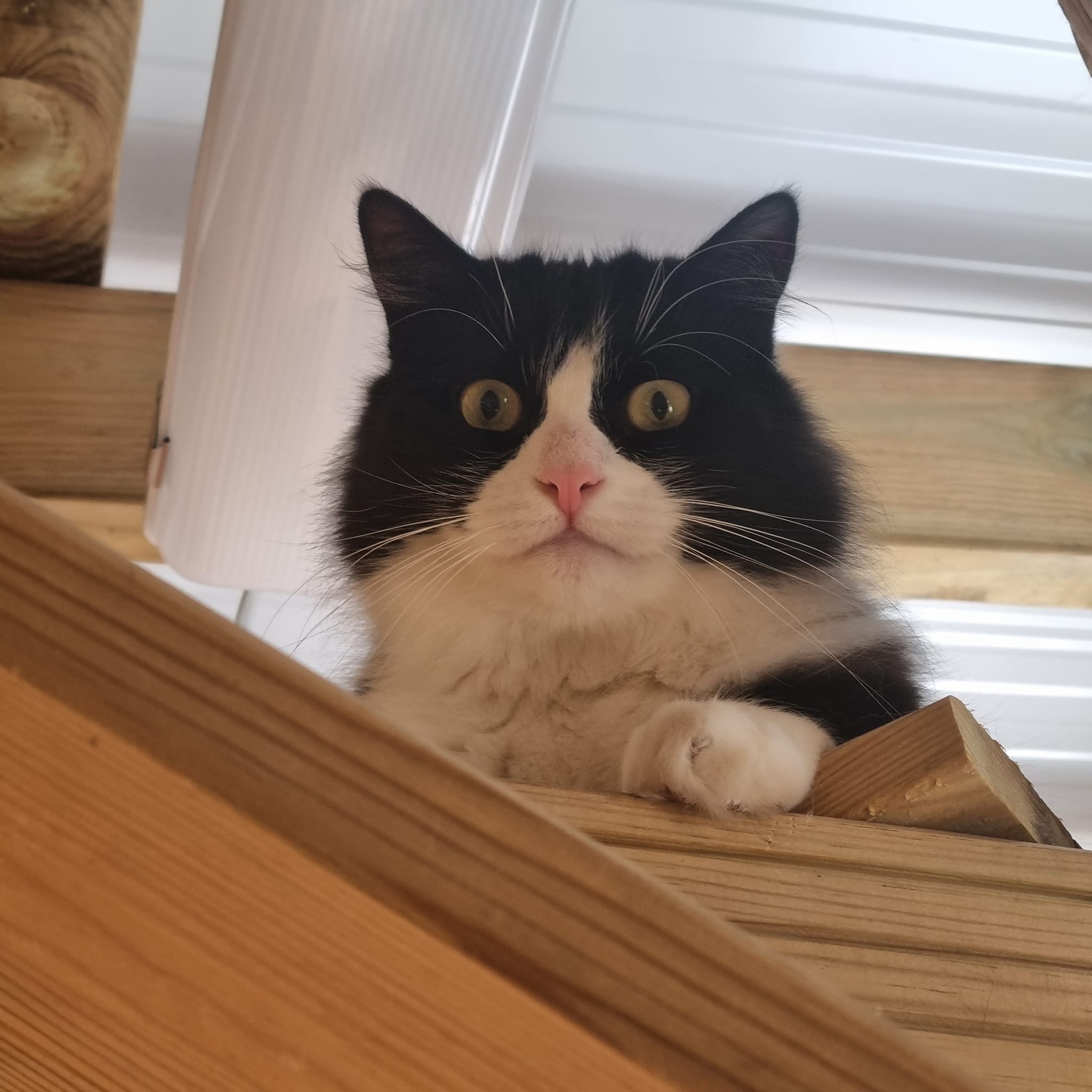 Mr T- Cat Of The Month