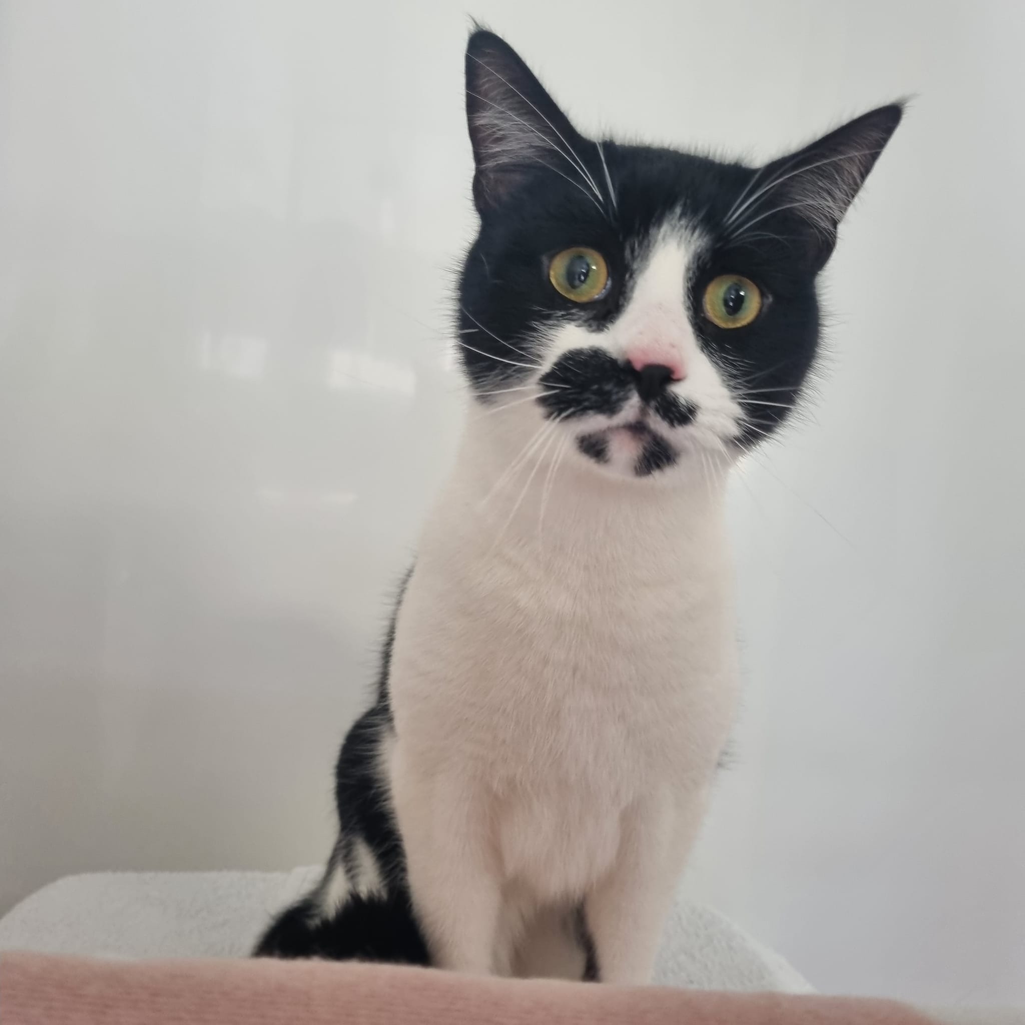 Eddie- 2 Year Old Male
