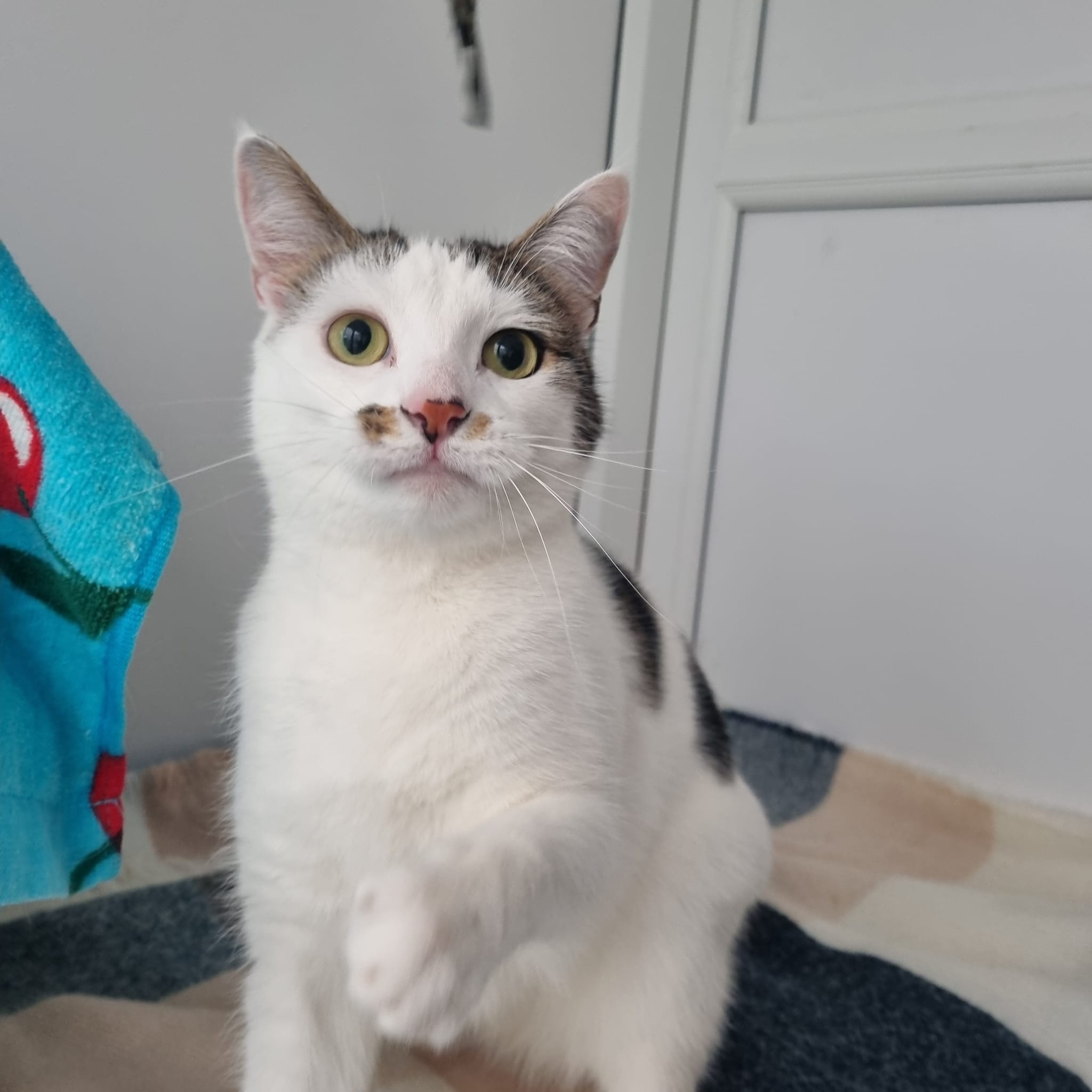 Mimi- 2 Year Old Female