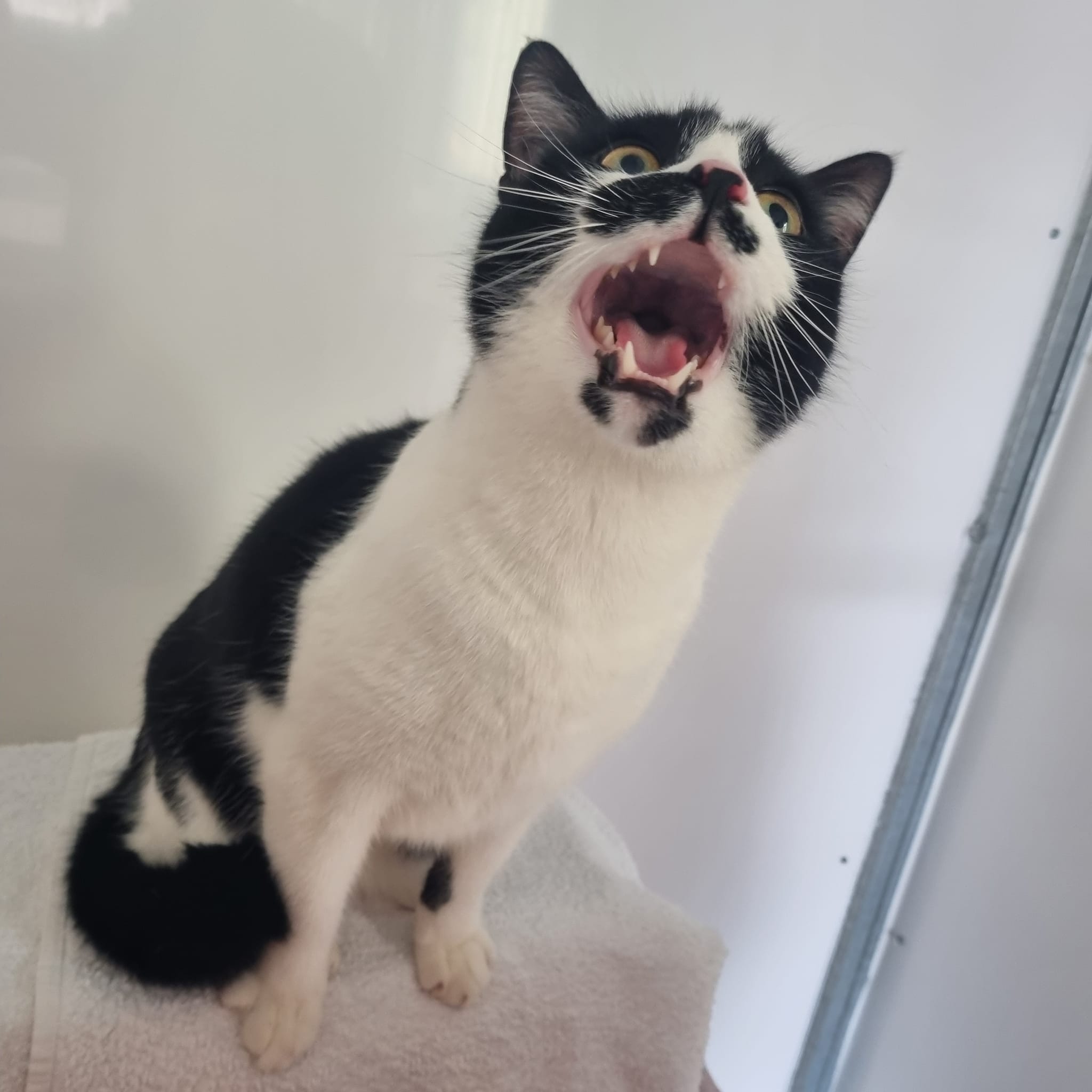 Eddie- 2 Year Old Male