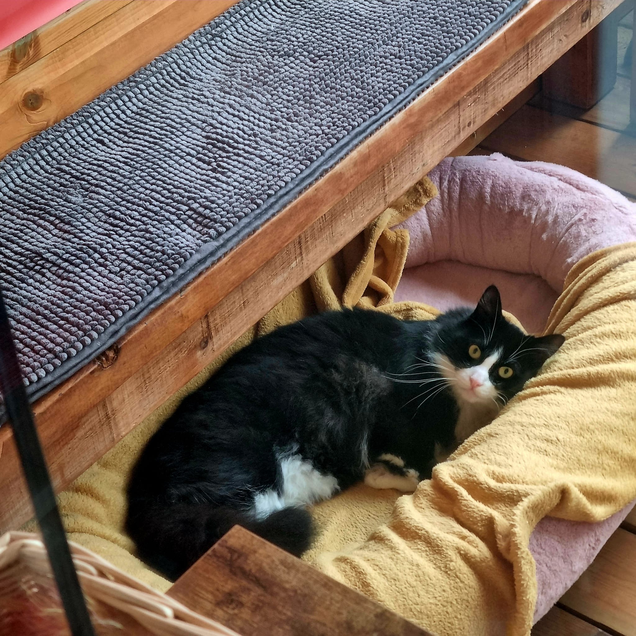 Mr T- Cat Of The Month