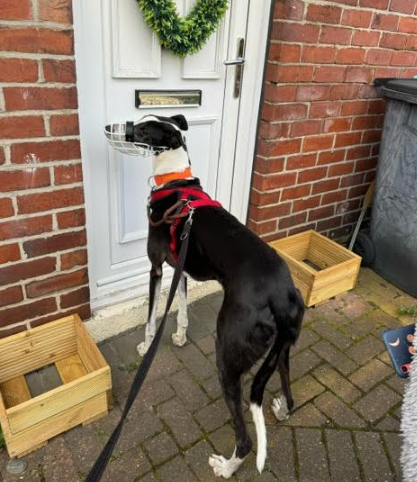 Gilbert – 7 Year Old Male