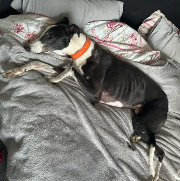 Gilbert – 7 Year Old Male