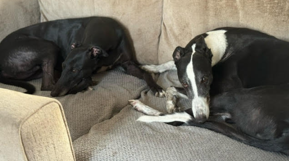 Gilbert – 7 Year Old Male