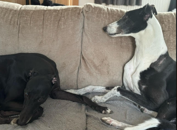 Gilbert – 7 Year Old Male