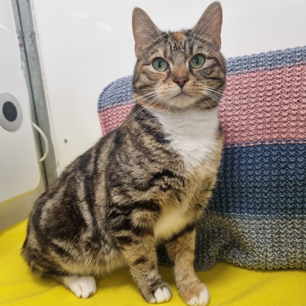 Ella- 5 Year Old Female