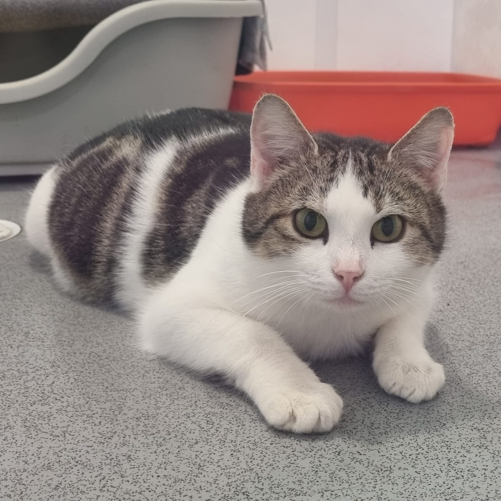 Buttercup – 5 Year Old Female
