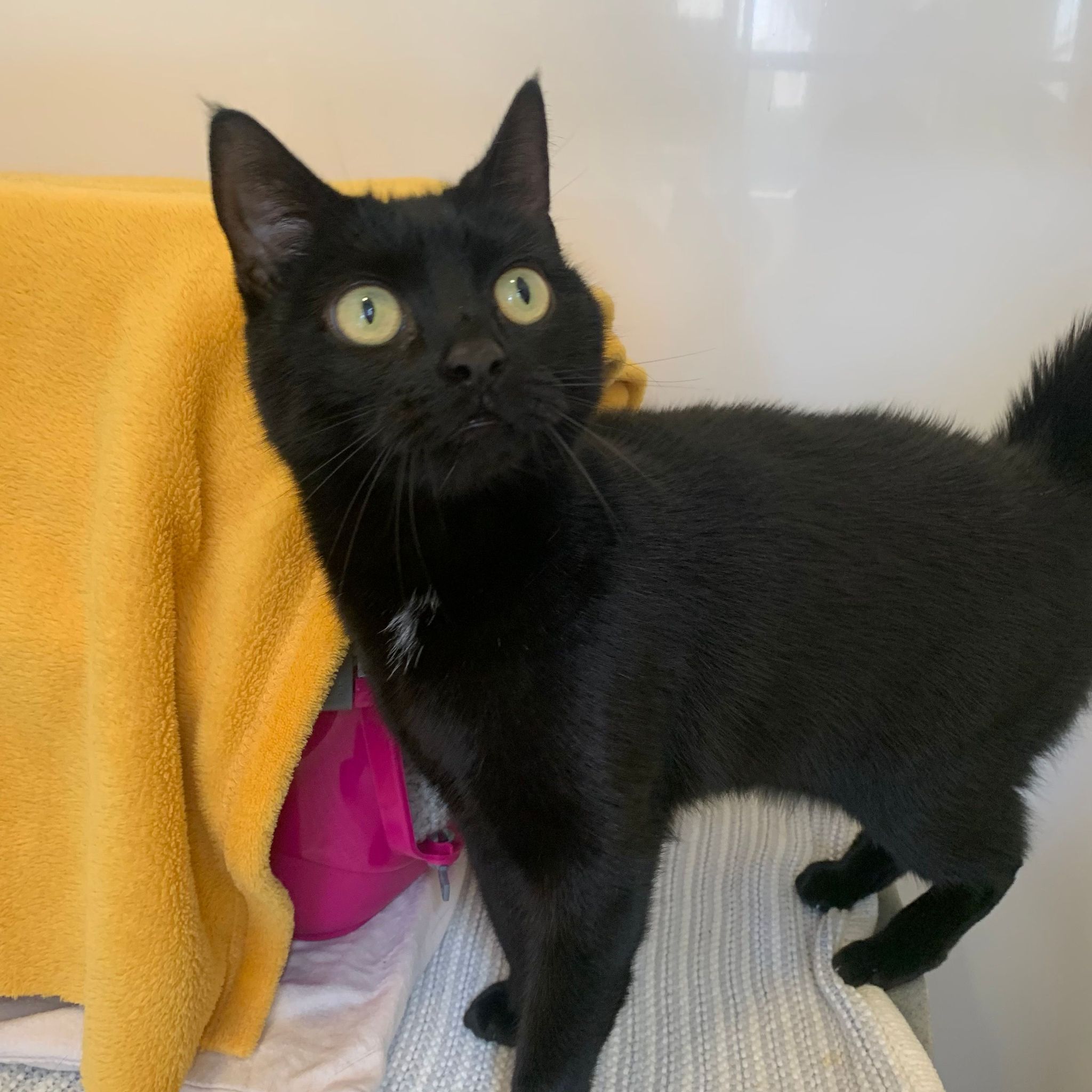 Maggie – 8 Year Old Female