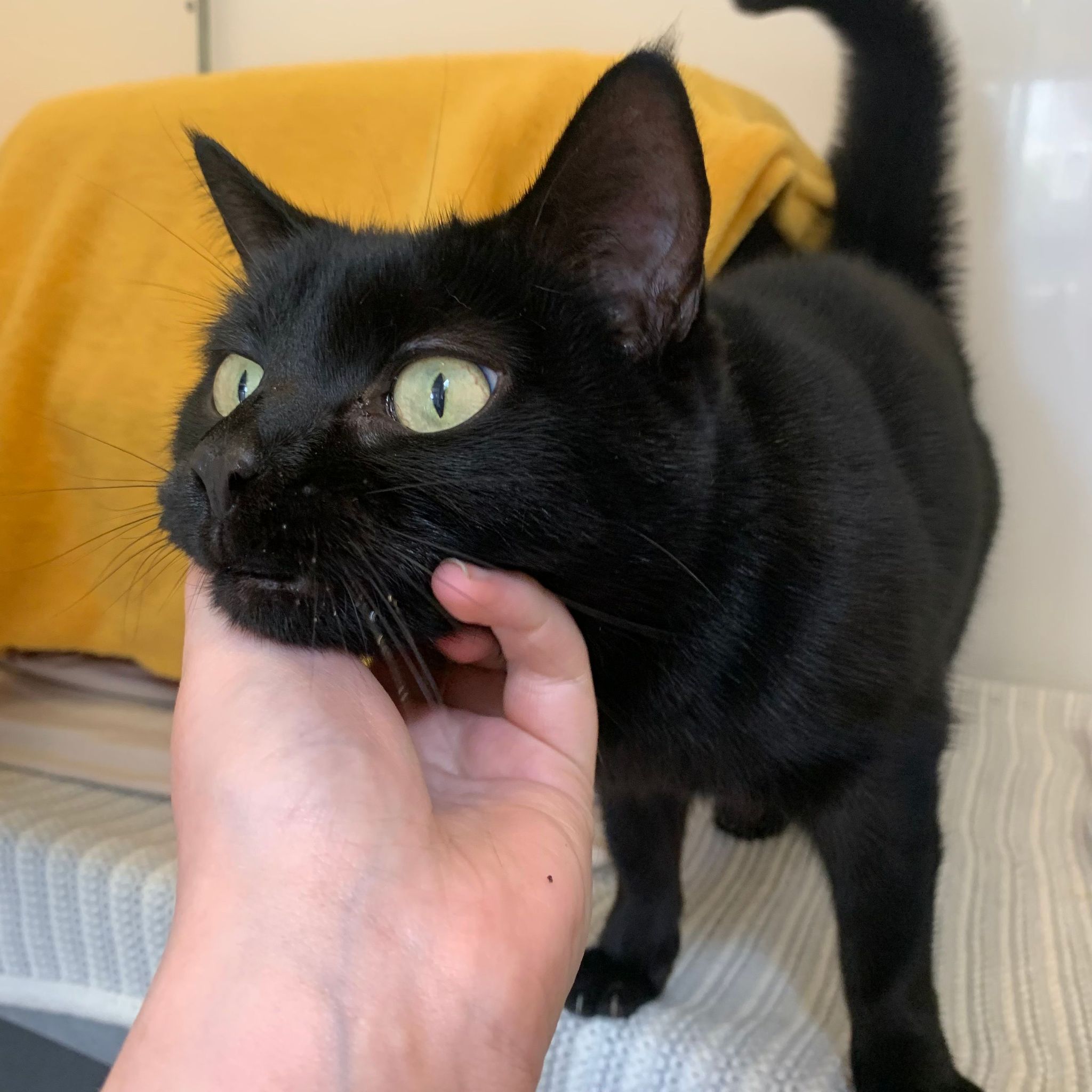 Maggie – 8 Year Old Female