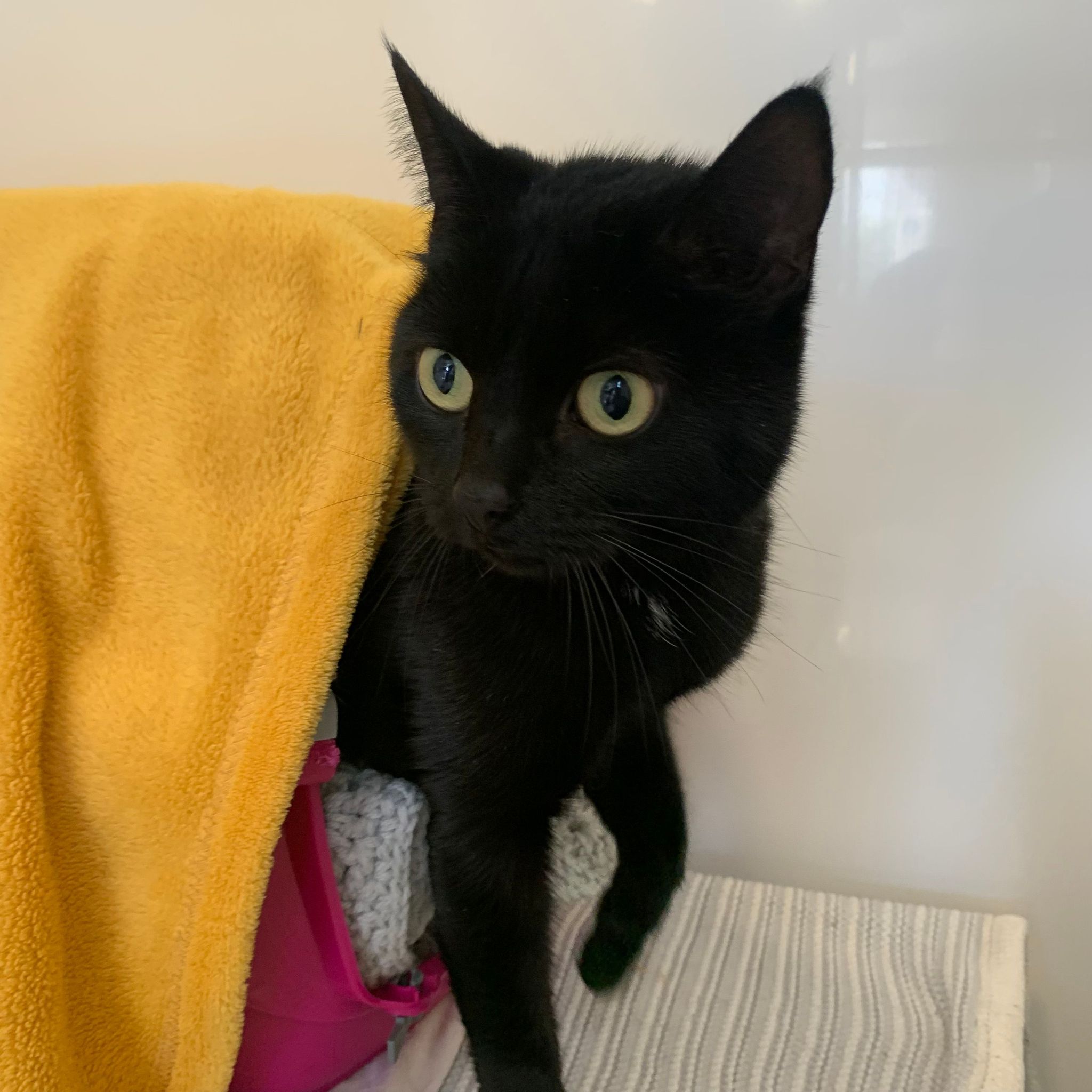 Maggie – 8 Year Old Female
