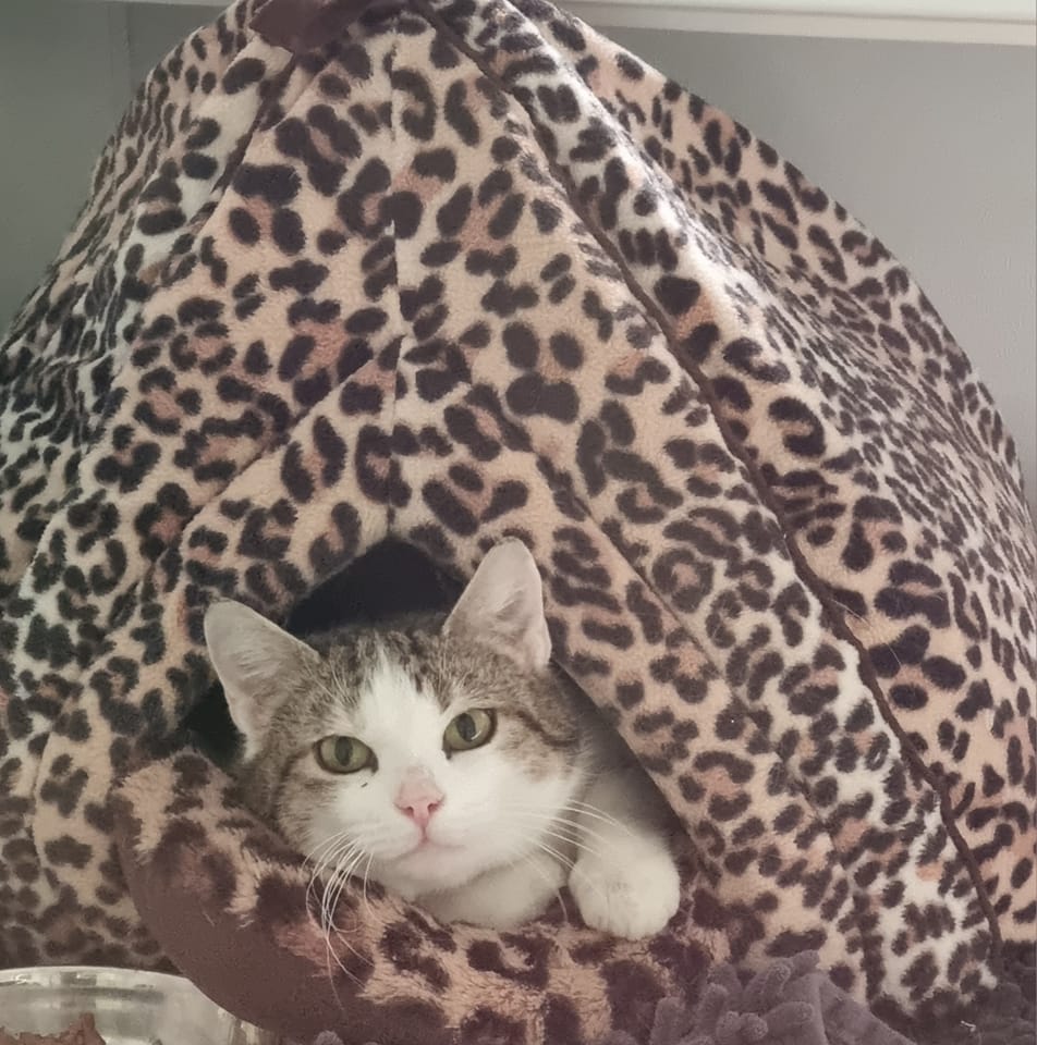 Buttercup – 5 Year Old Female