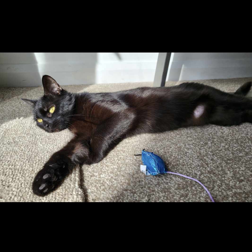 Wendy-2 Year Old Female