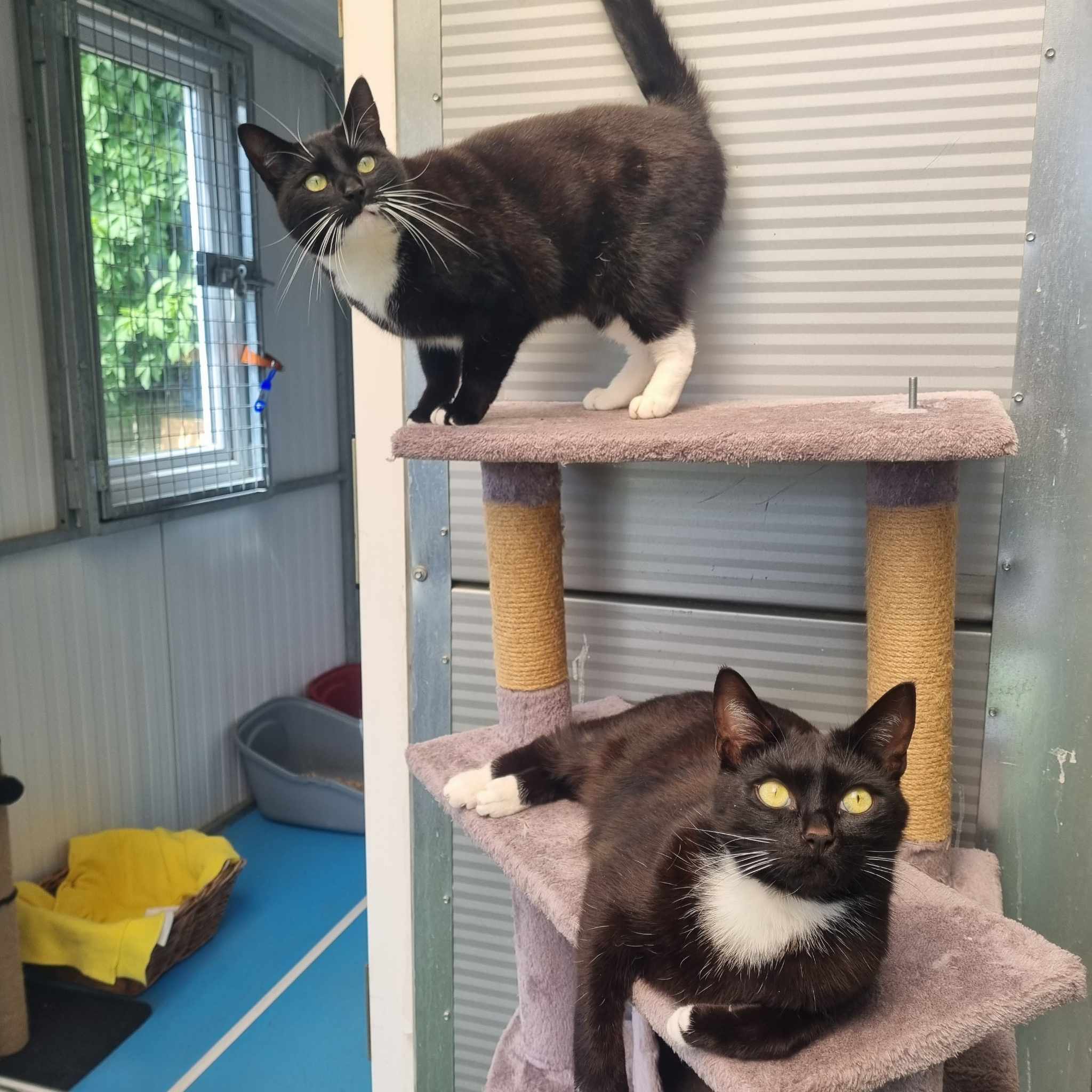Bee- 2 Year Old Female
