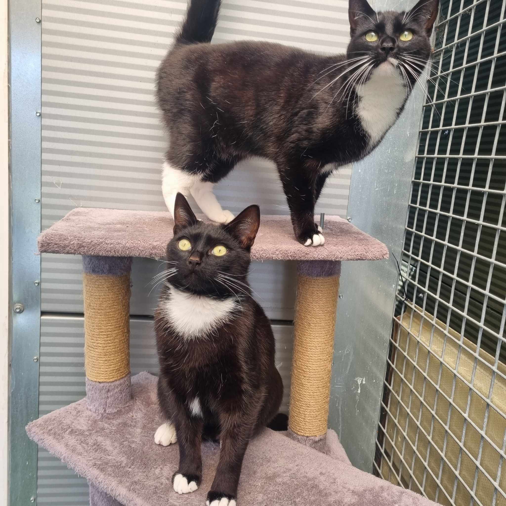 Bumble- 2 Year Old Male