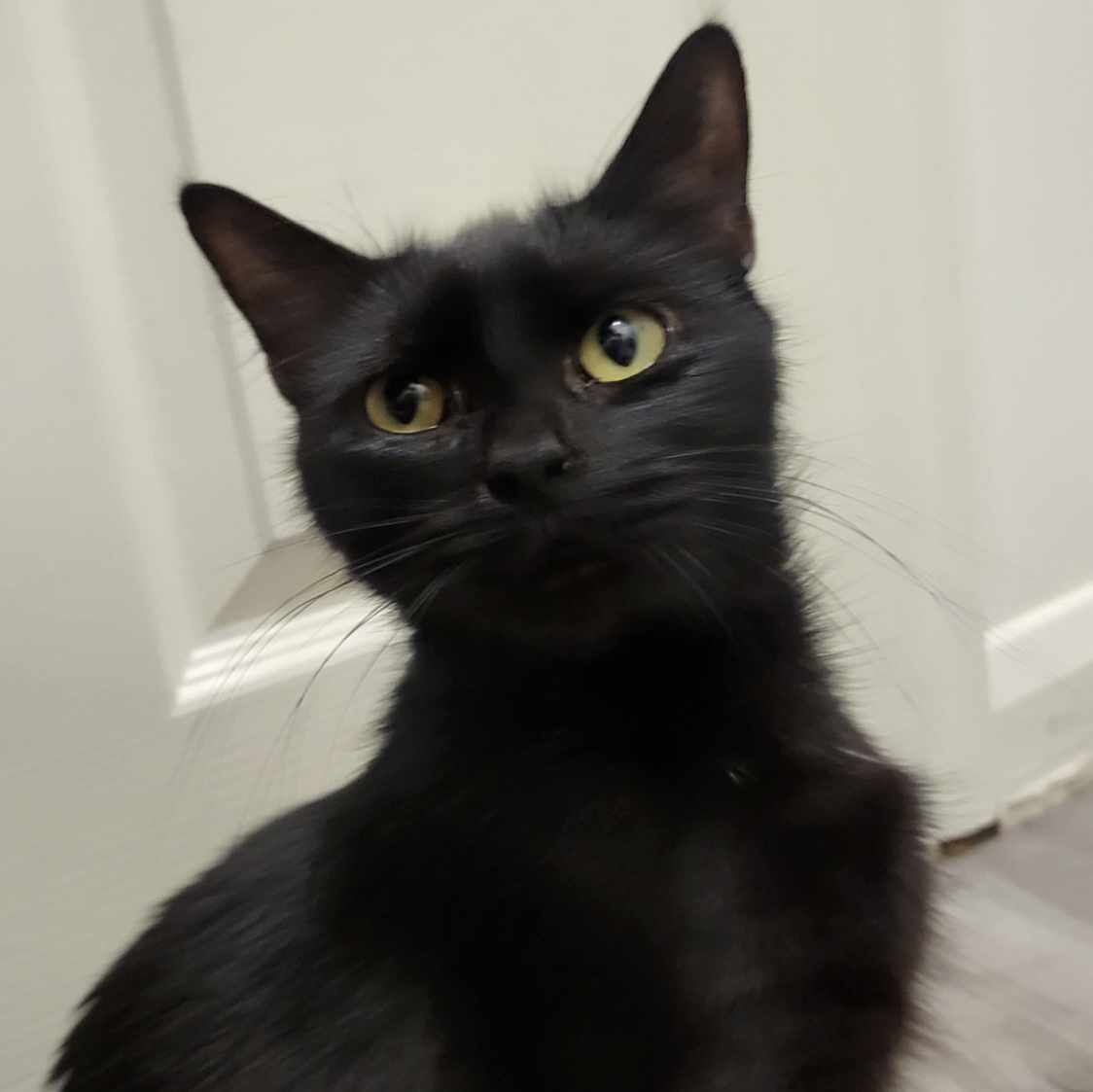 Wendy-2 Year Old Female