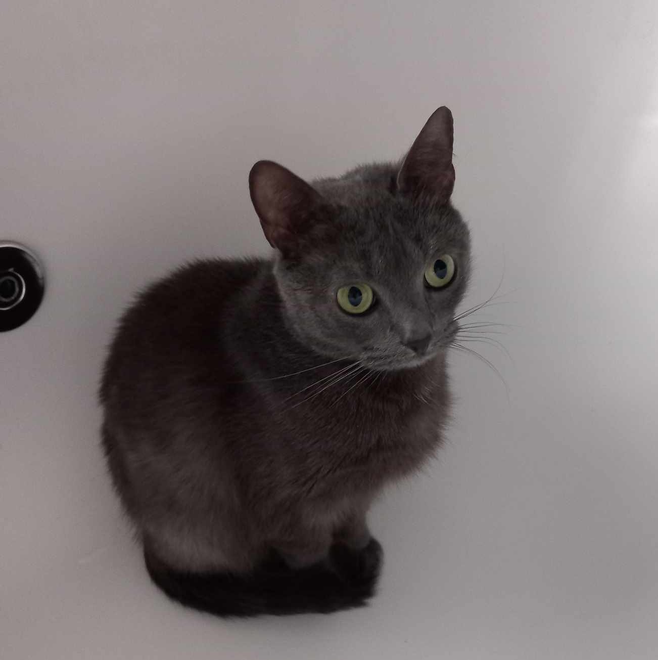 Coral- 3 Year Old Female