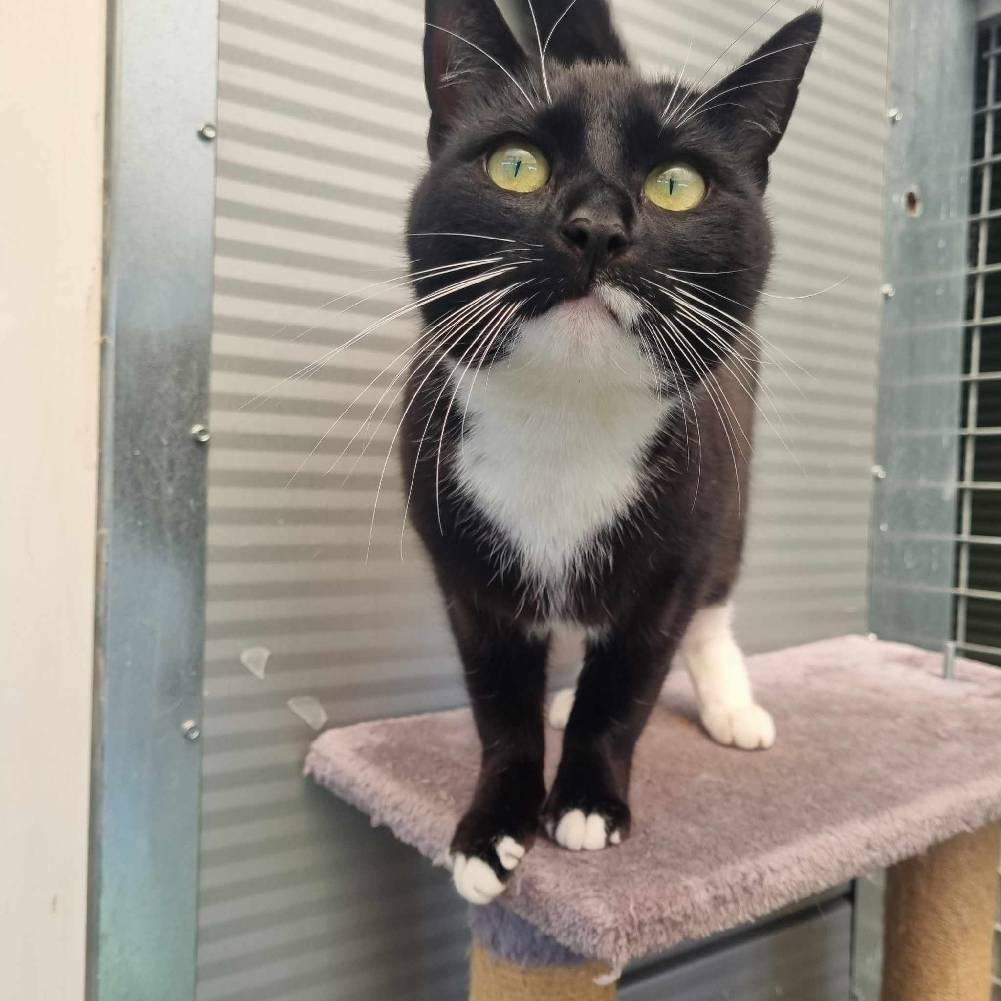 Bee- 2 Year Old Female