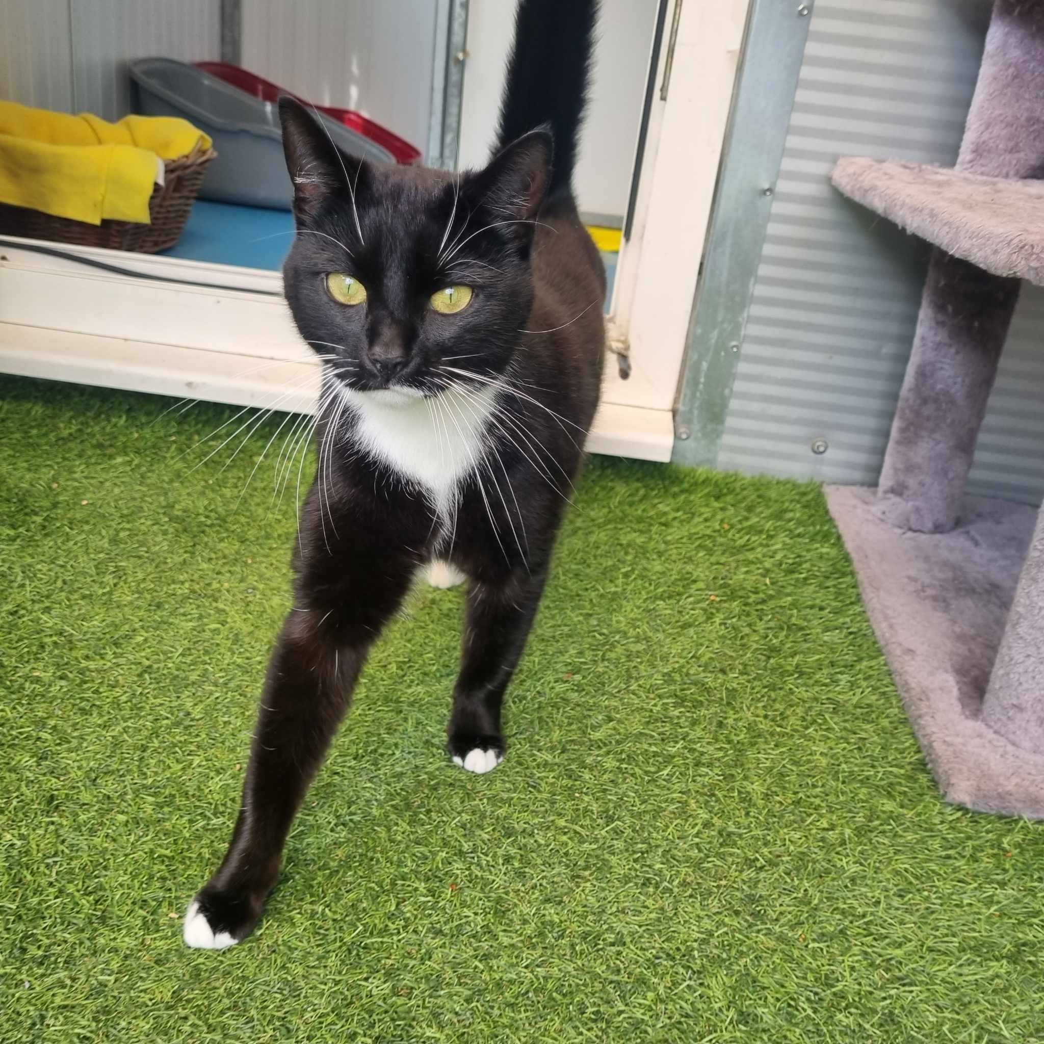 Bee- 2 Year Old Female